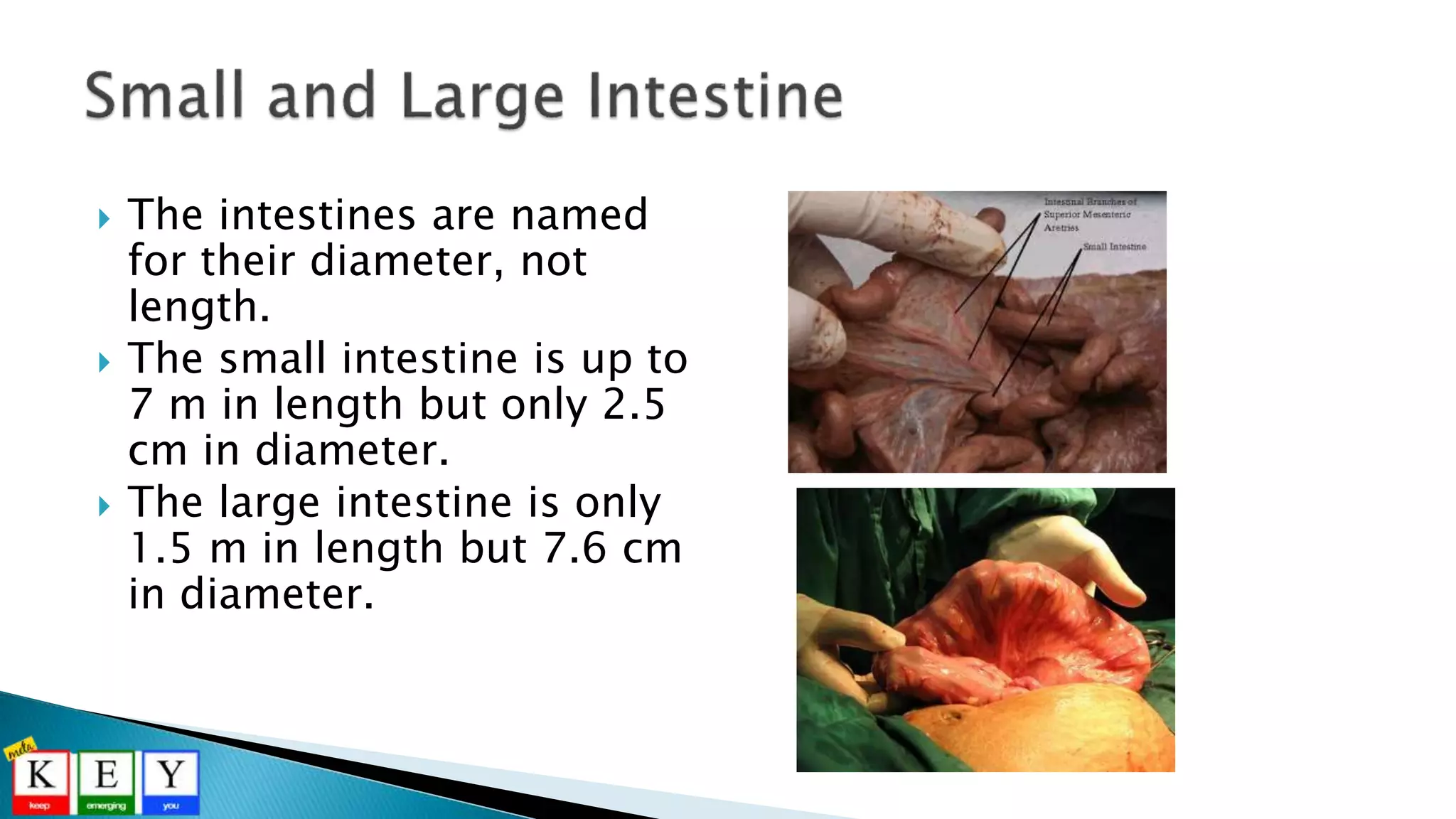  The intestines are named
for their diameter, not
length.
 The small intestine is up to
7 m in length but only 2.5
cm in diameter.
 The large intestine is only
1.5 m in length but 7.6 cm
in diameter.
 