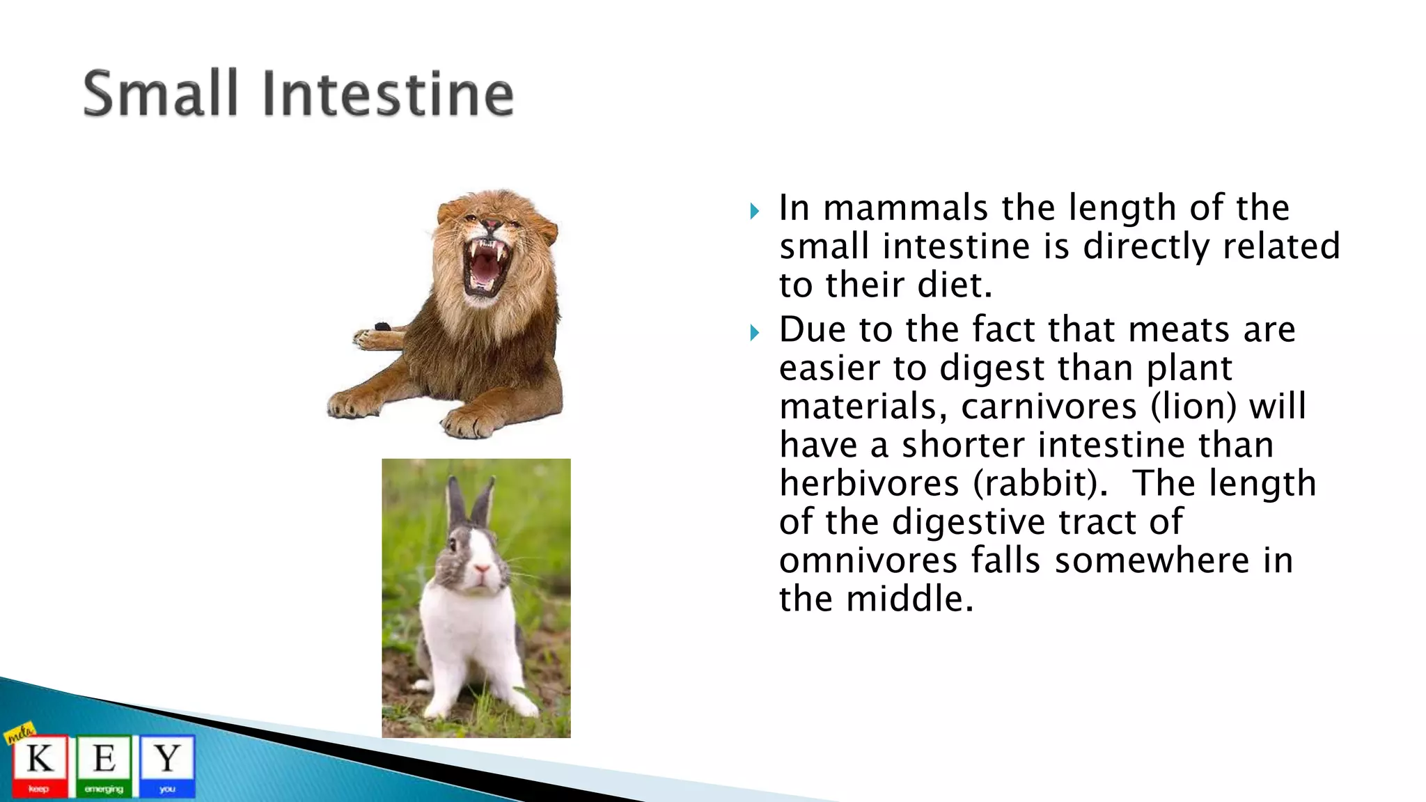  In mammals the length of the
small intestine is directly related
to their diet.
 Due to the fact that meats are
easier to digest than plant
materials, carnivores (lion) will
have a shorter intestine than
herbivores (rabbit). The length
of the digestive tract of
omnivores falls somewhere in
the middle.
 