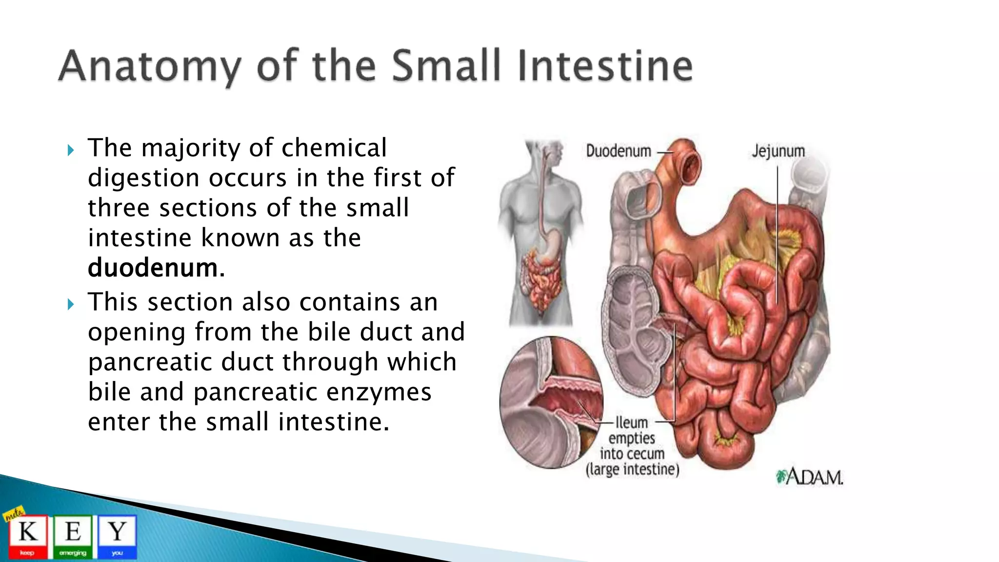  The majority of chemical
digestion occurs in the first of
three sections of the small
intestine known as the
duodenum.
 This section also contains an
opening from the bile duct and
pancreatic duct through which
bile and pancreatic enzymes
enter the small intestine.
 