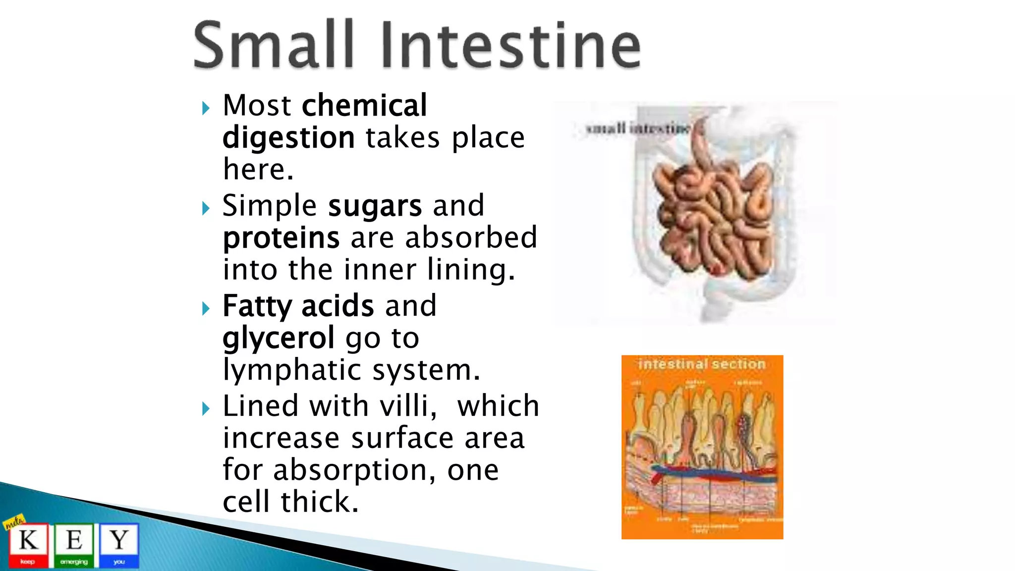  Most chemical
digestion takes place
here.
 Simple sugars and
proteins are absorbed
into the inner lining.
 Fatty acids and
glycerol go to
lymphatic system.
 Lined with villi, which
increase surface area
for absorption, one
cell thick.
 