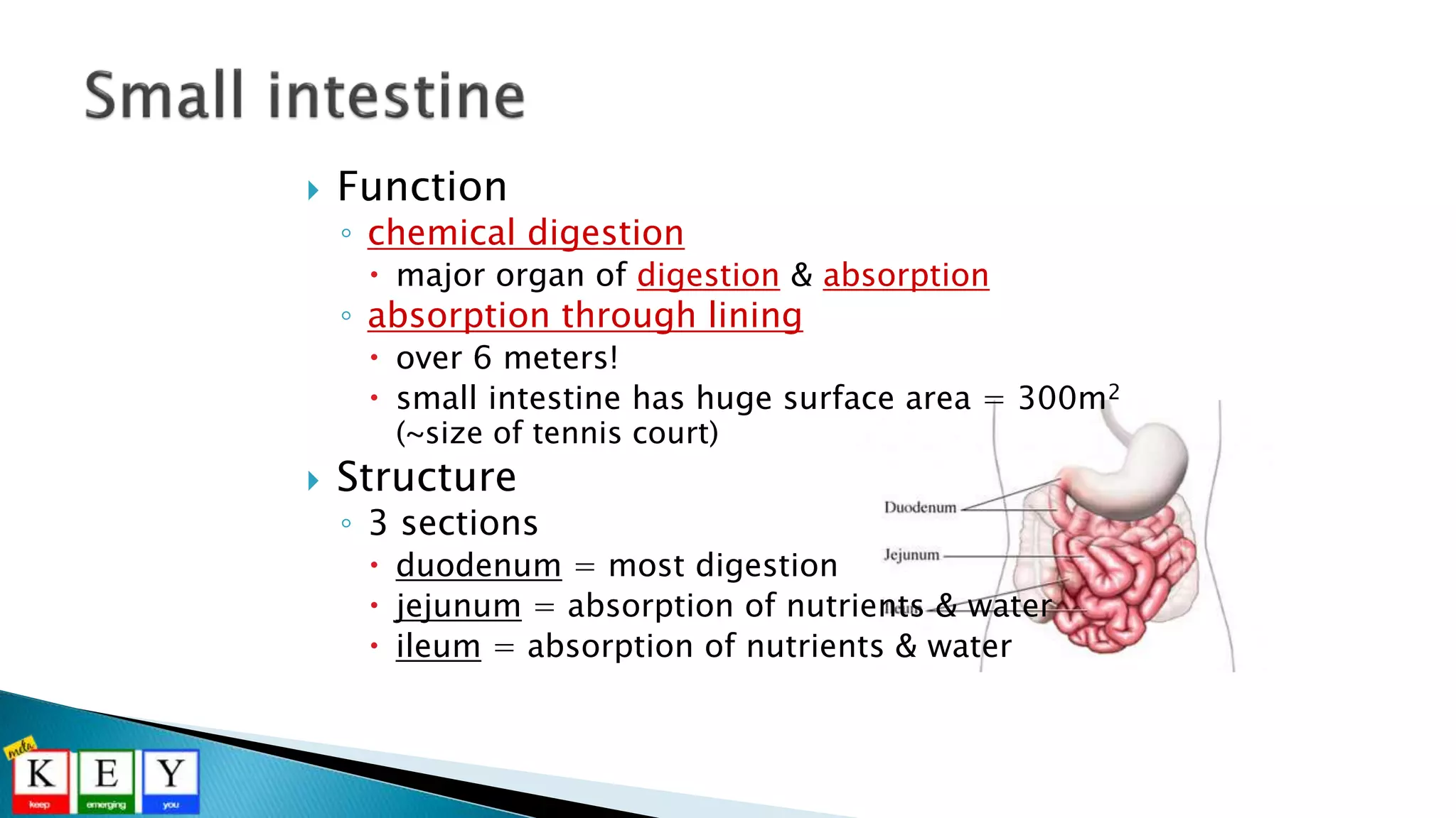  Function
◦ chemical digestion
 major organ of digestion & absorption
◦ absorption through lining
 over 6 meters!
 small intestine has huge surface area = 300m2
(~size of tennis court)
 Structure
◦ 3 sections
 duodenum = most digestion
 jejunum = absorption of nutrients & water
 ileum = absorption of nutrients & water
 