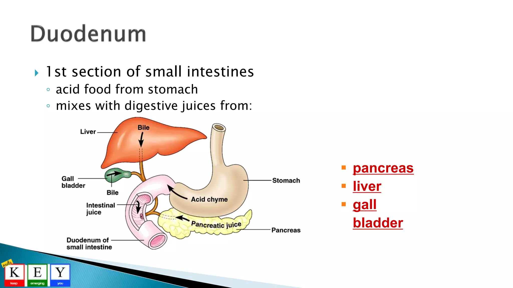  1st section of small intestines
◦ acid food from stomach
◦ mixes with digestive juices from:
 pancreas
 liver
 gall
bladder
 
