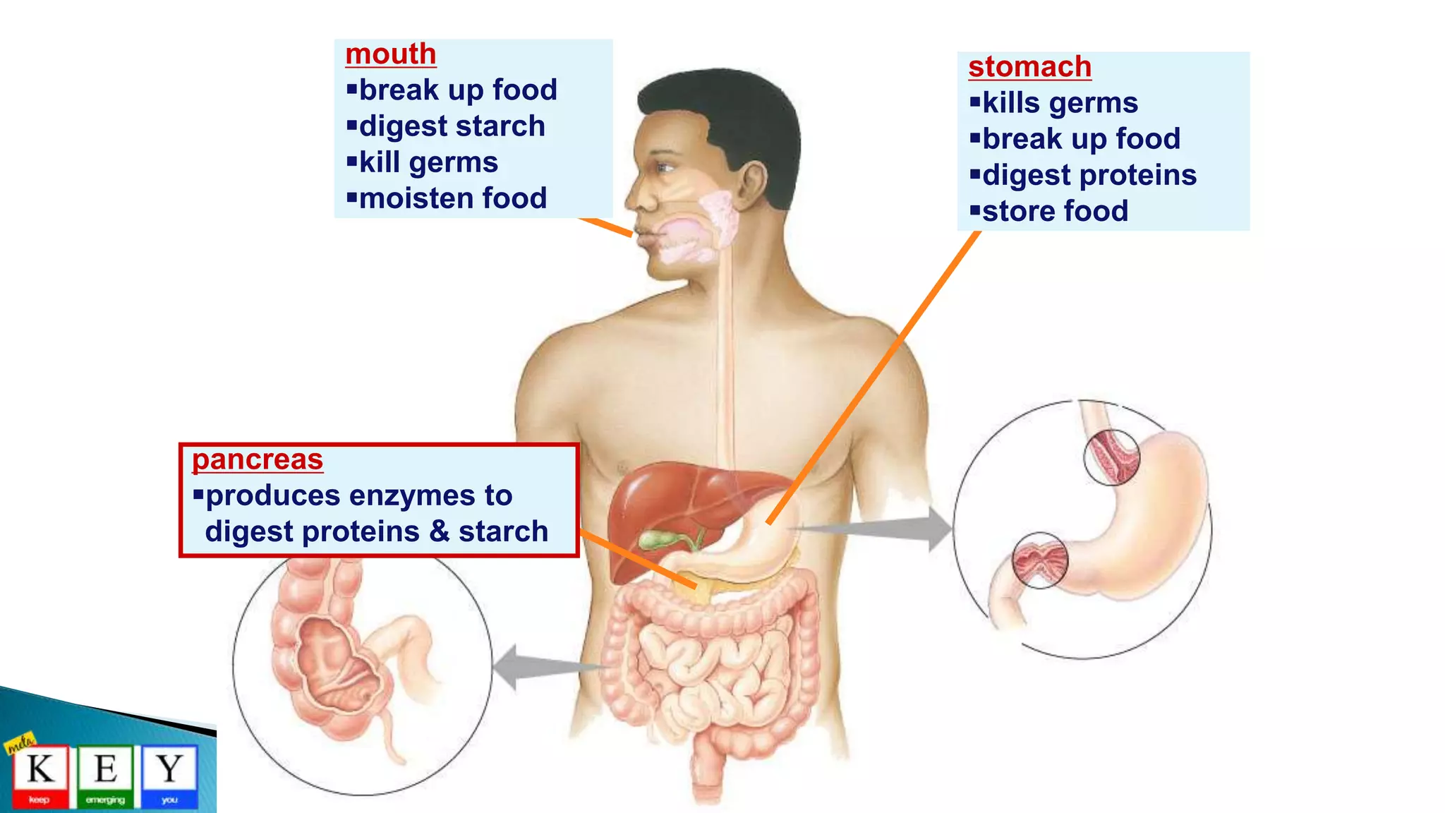 stomach
kills germs
break up food
digest proteins
store food
mouth
break up food
digest starch
kill germs
moisten food
pancreas
produces enzymes to
digest proteins & starch
 