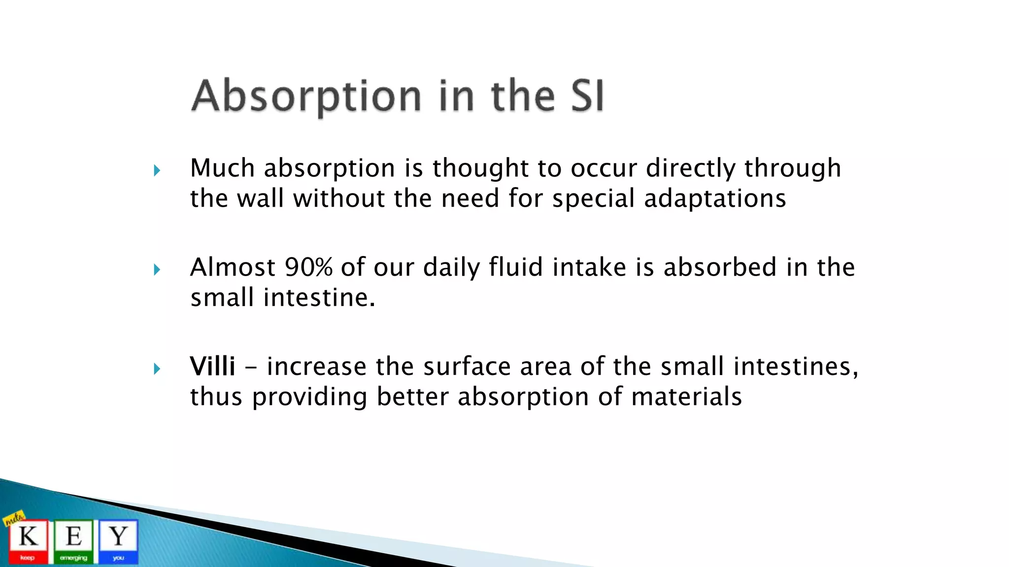  Much absorption is thought to occur directly through
the wall without the need for special adaptations
 Almost 90% of our daily fluid intake is absorbed in the
small intestine.
 Villi - increase the surface area of the small intestines,
thus providing better absorption of materials
 