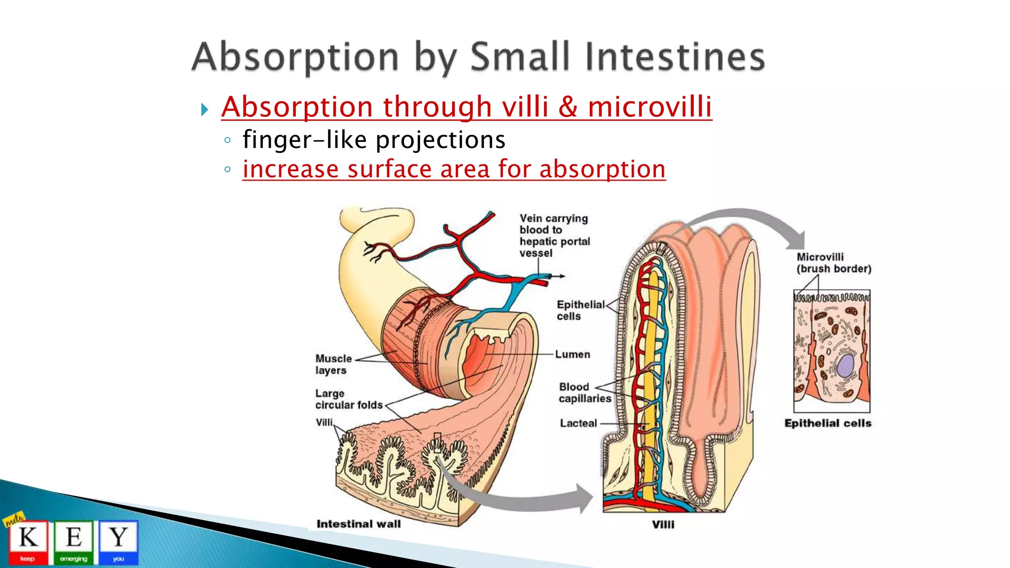  Absorption through villi & microvilli
◦ finger-like projections
◦ increase surface area for absorption
 