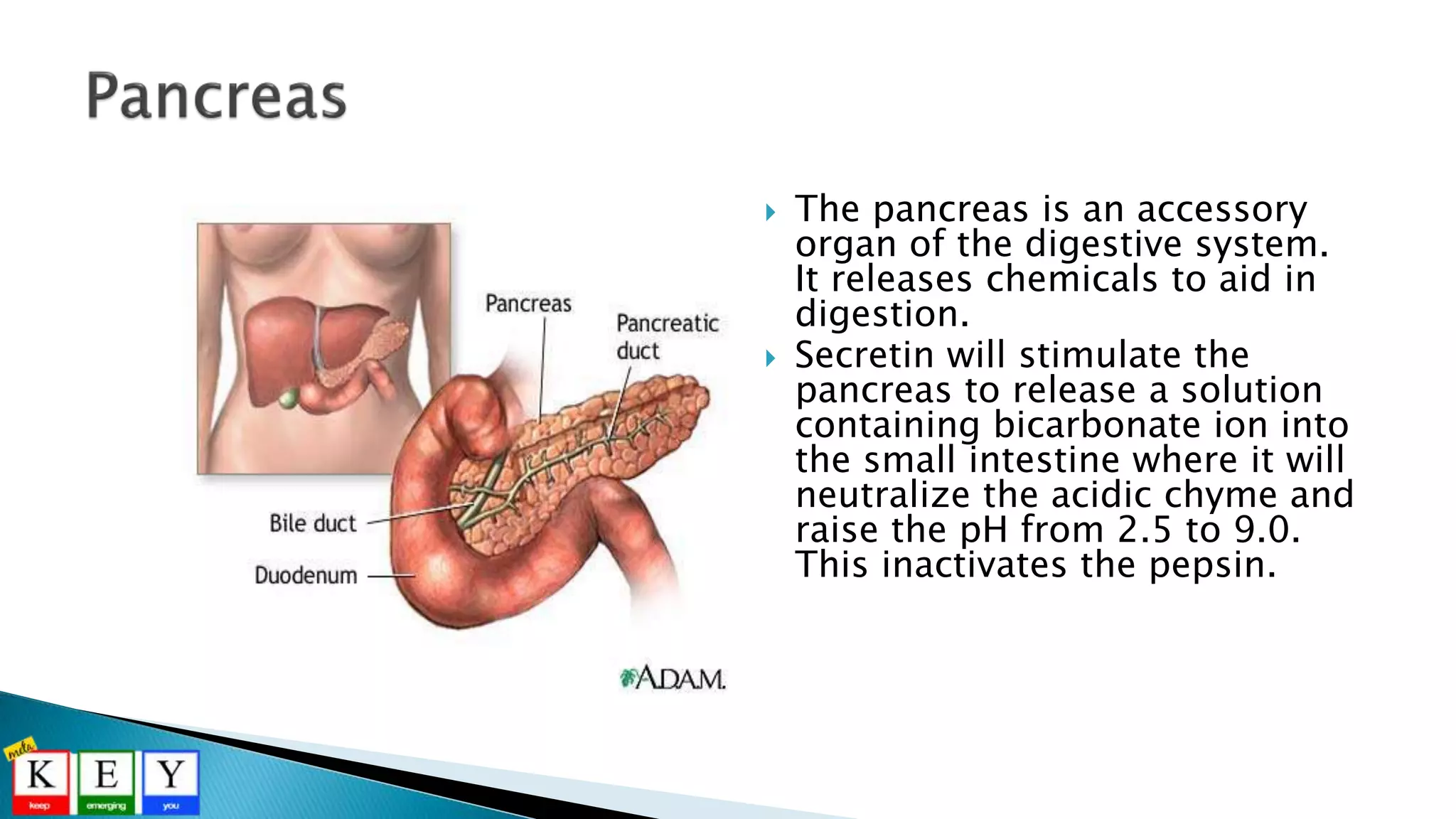 The pancreas is an accessory
organ of the digestive system.
It releases chemicals to aid in
digestion.
 Secretin will stimulate the
pancreas to release a solution
containing bicarbonate ion into
the small intestine where it will
neutralize the acidic chyme and
raise the pH from 2.5 to 9.0.
This inactivates the pepsin.
 