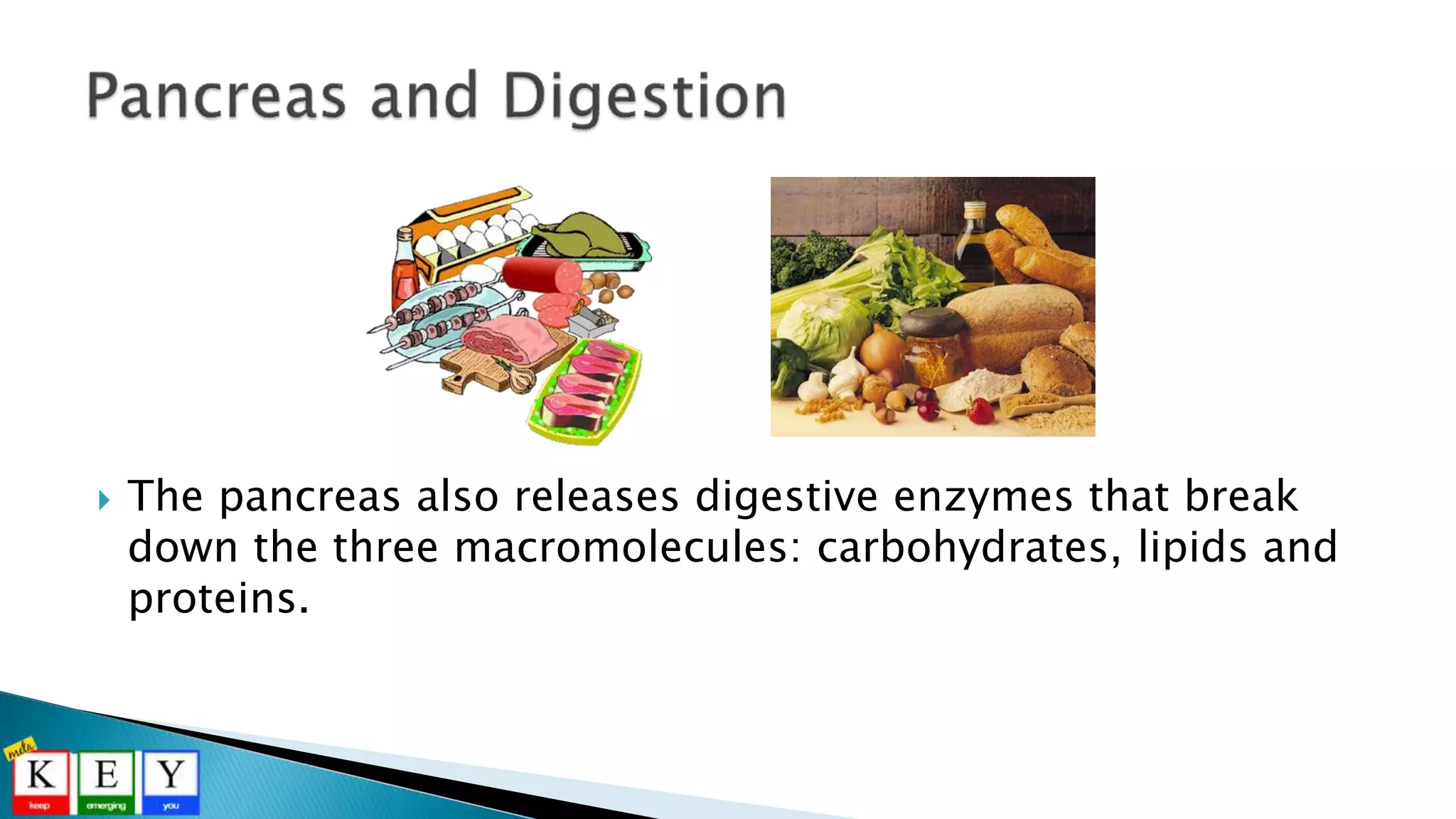  The pancreas also releases digestive enzymes that break
down the three macromolecules: carbohydrates, lipids and
proteins.
 