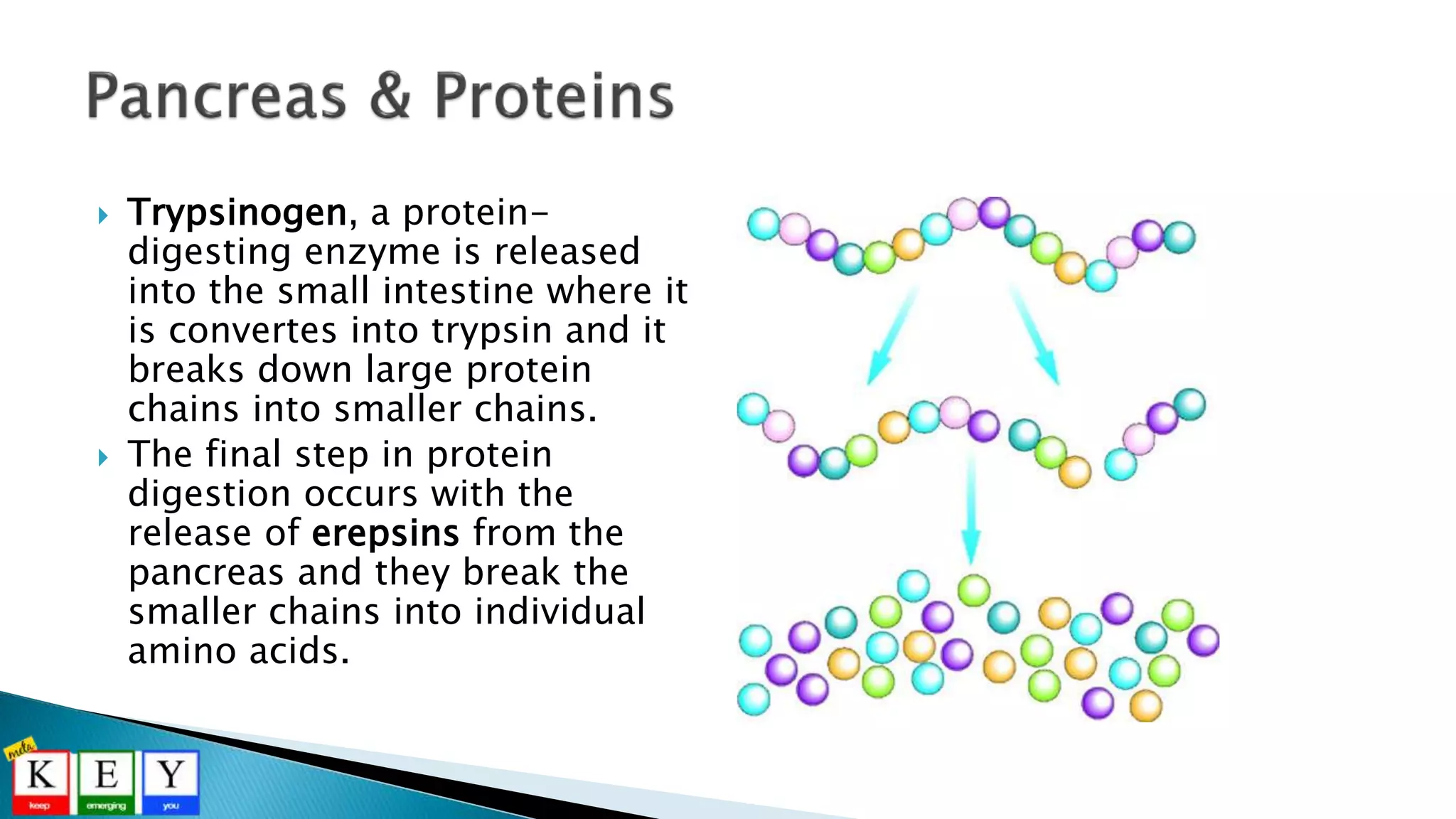  Trypsinogen, a protein-
digesting enzyme is released
into the small intestine where it
is convertes into trypsin and it
breaks down large protein
chains into smaller chains.
 The final step in protein
digestion occurs with the
release of erepsins from the
pancreas and they break the
smaller chains into individual
amino acids.
 