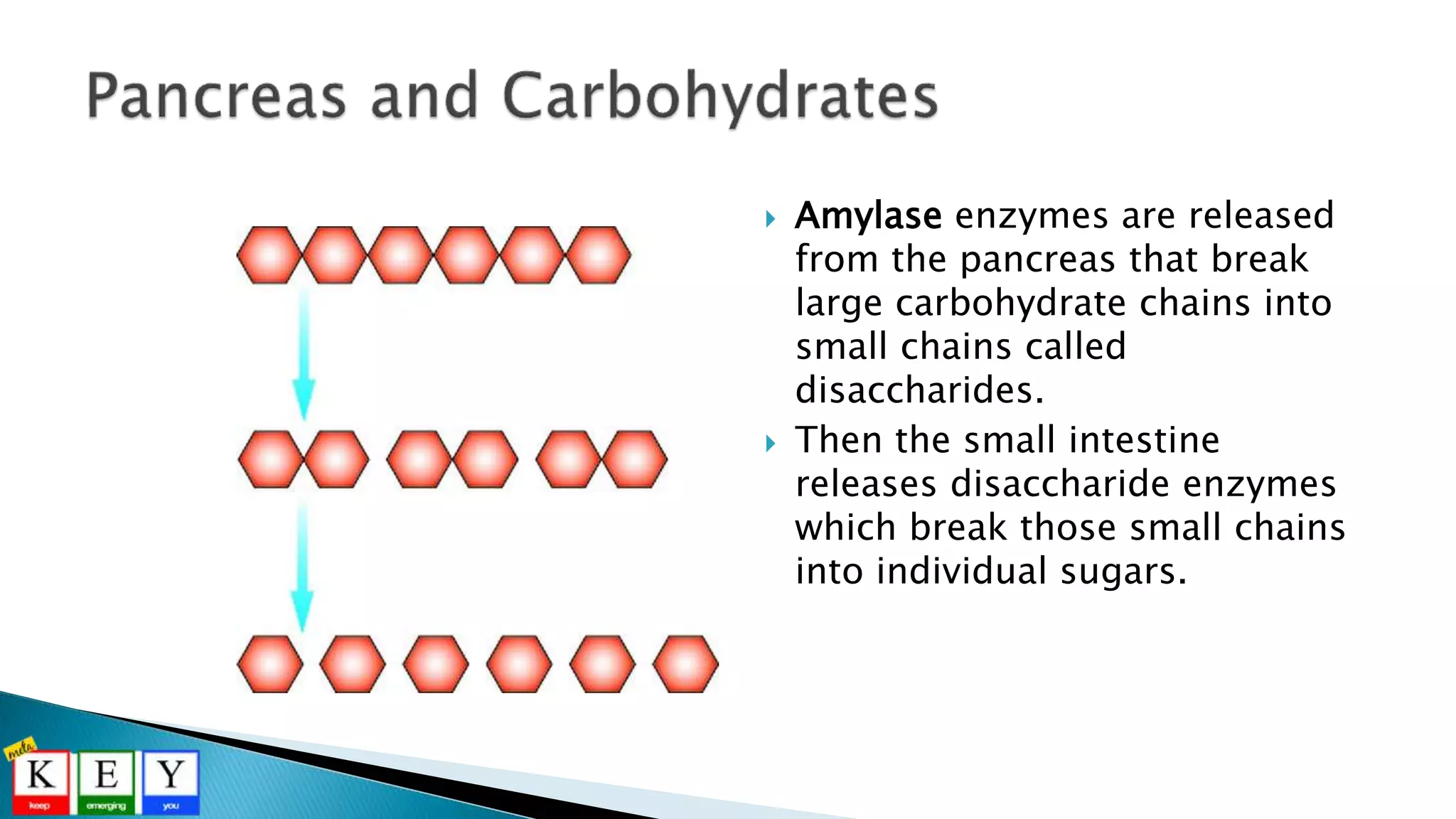  Amylase enzymes are released
from the pancreas that break
large carbohydrate chains into
small chains called
disaccharides.
 Then the small intestine
releases disaccharide enzymes
which break those small chains
into individual sugars.
 