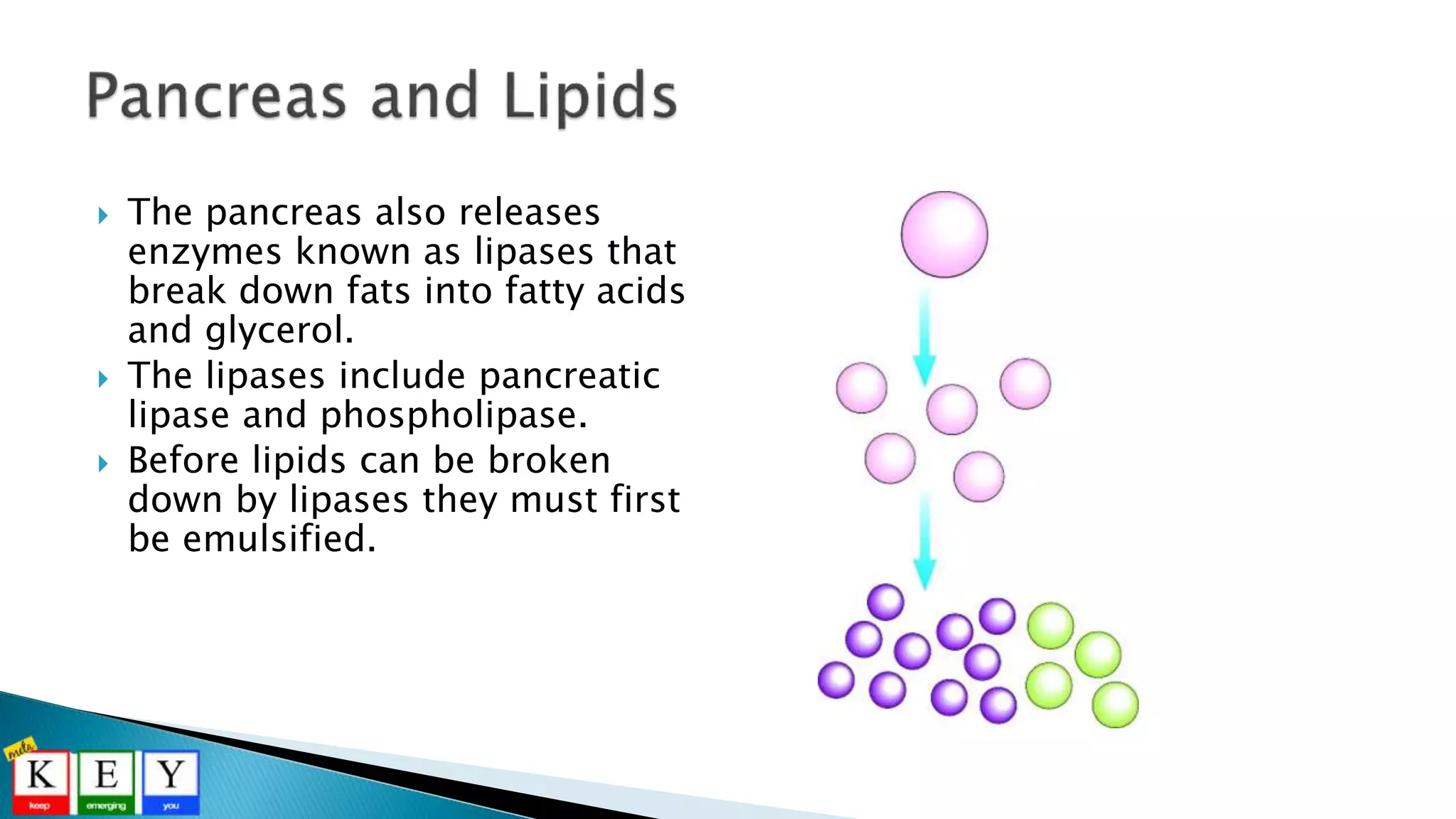  The pancreas also releases
enzymes known as lipases that
break down fats into fatty acids
and glycerol.
 The lipases include pancreatic
lipase and phospholipase.
 Before lipids can be broken
down by lipases they must first
be emulsified.
 