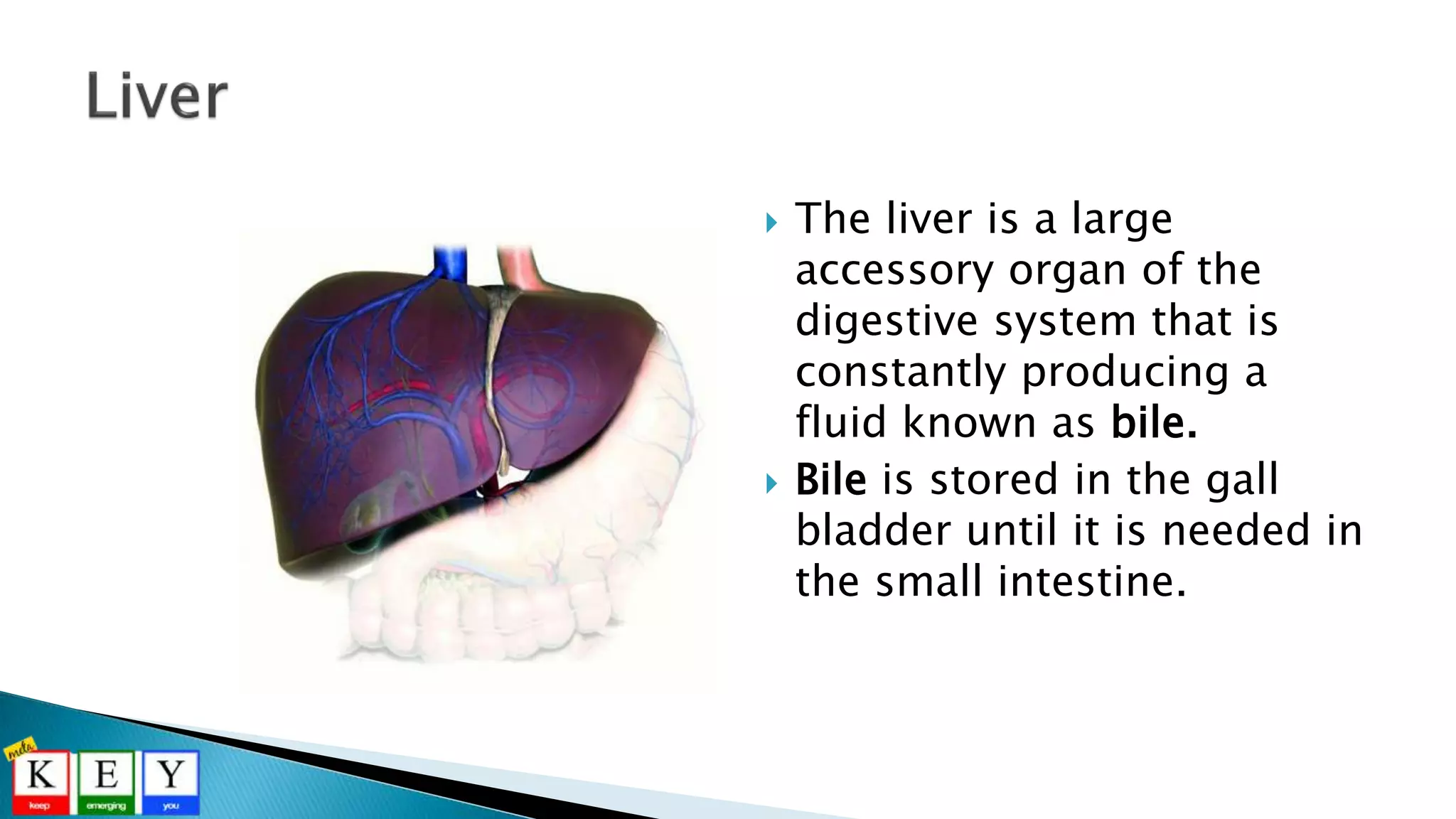  The liver is a large
accessory organ of the
digestive system that is
constantly producing a
fluid known as bile.
 Bile is stored in the gall
bladder until it is needed in
the small intestine.
 