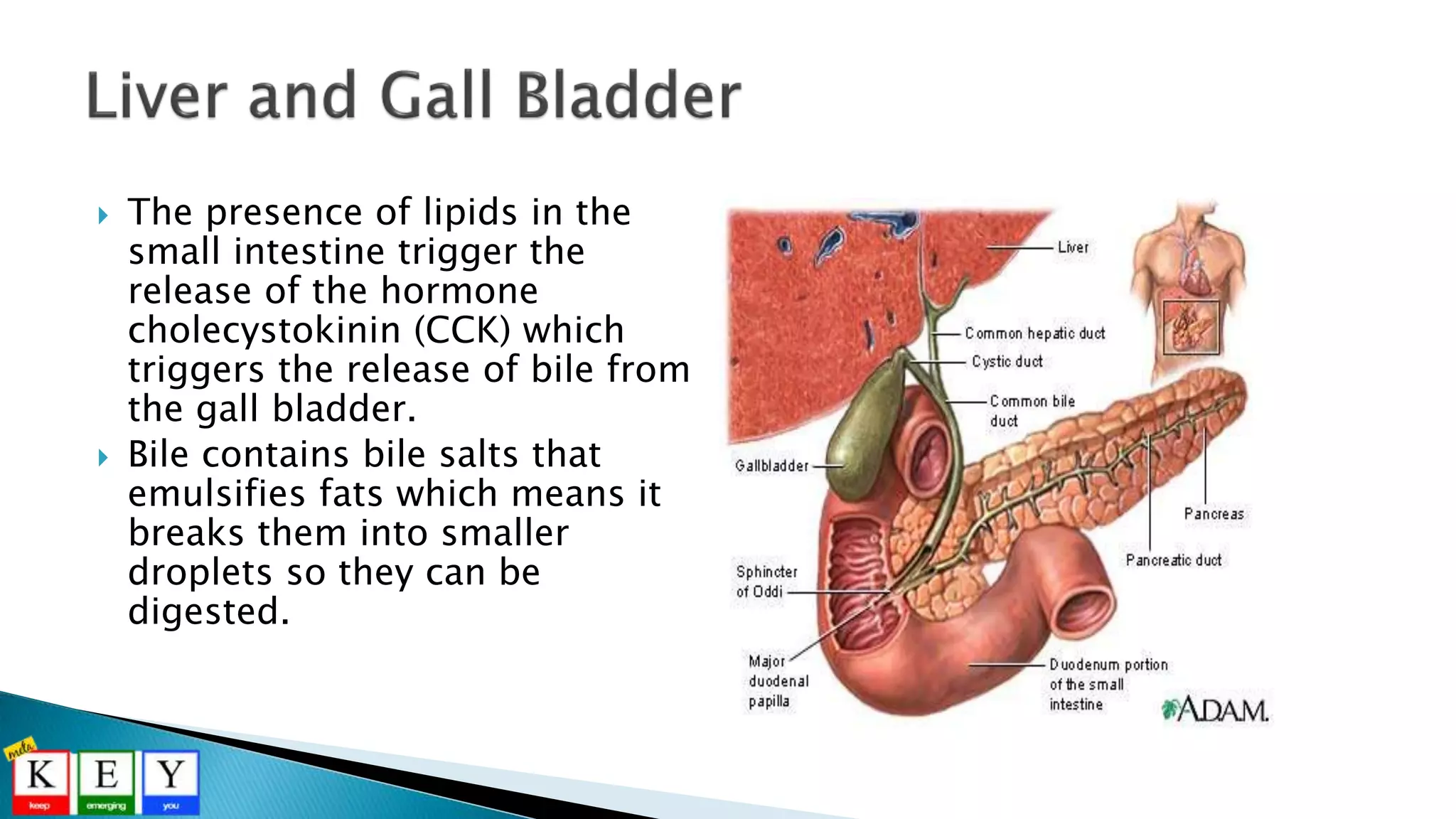  The presence of lipids in the
small intestine trigger the
release of the hormone
cholecystokinin (CCK) which
triggers the release of bile from
the gall bladder.
 Bile contains bile salts that
emulsifies fats which means it
breaks them into smaller
droplets so they can be
digested.
 