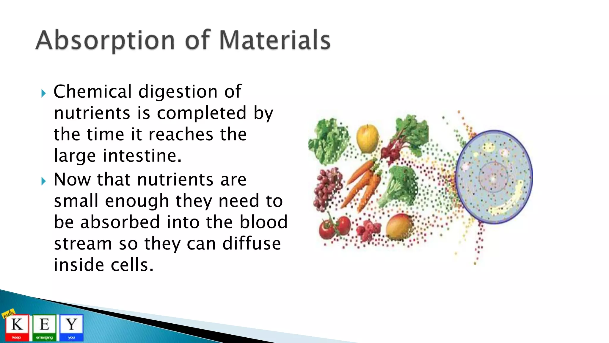  Chemical digestion of
nutrients is completed by
the time it reaches the
large intestine.
 Now that nutrients are
small enough they need to
be absorbed into the blood
stream so they can diffuse
inside cells.
 