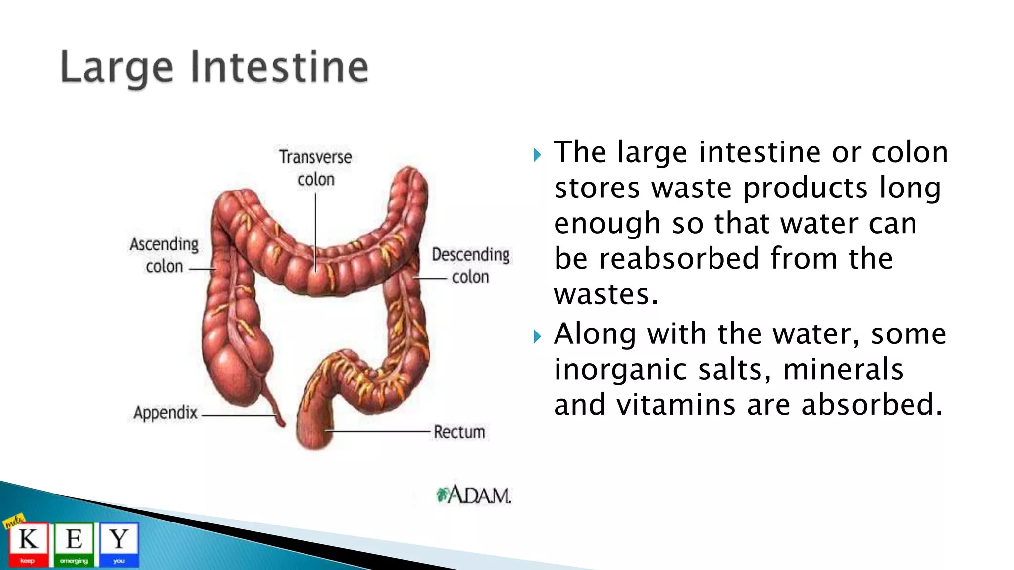  The large intestine or colon
stores waste products long
enough so that water can
be reabsorbed from the
wastes.
 Along with the water, some
inorganic salts, minerals
and vitamins are absorbed.
 