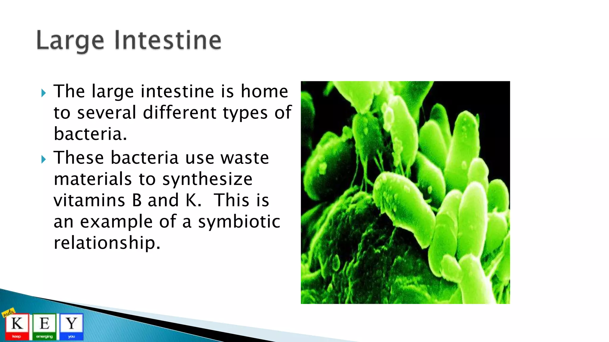  The large intestine is home
to several different types of
bacteria.
 These bacteria use waste
materials to synthesize
vitamins B and K. This is
an example of a symbiotic
relationship.
 