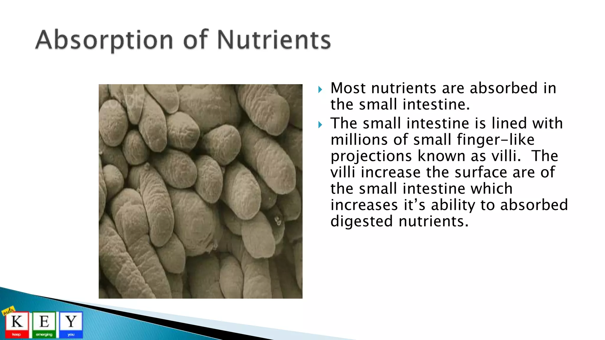 Most nutrients are absorbed in
the small intestine.
 The small intestine is lined with
millions of small finger-like
projections known as villi. The
villi increase the surface are of
the small intestine which
increases it’s ability to absorbed
digested nutrients.
 