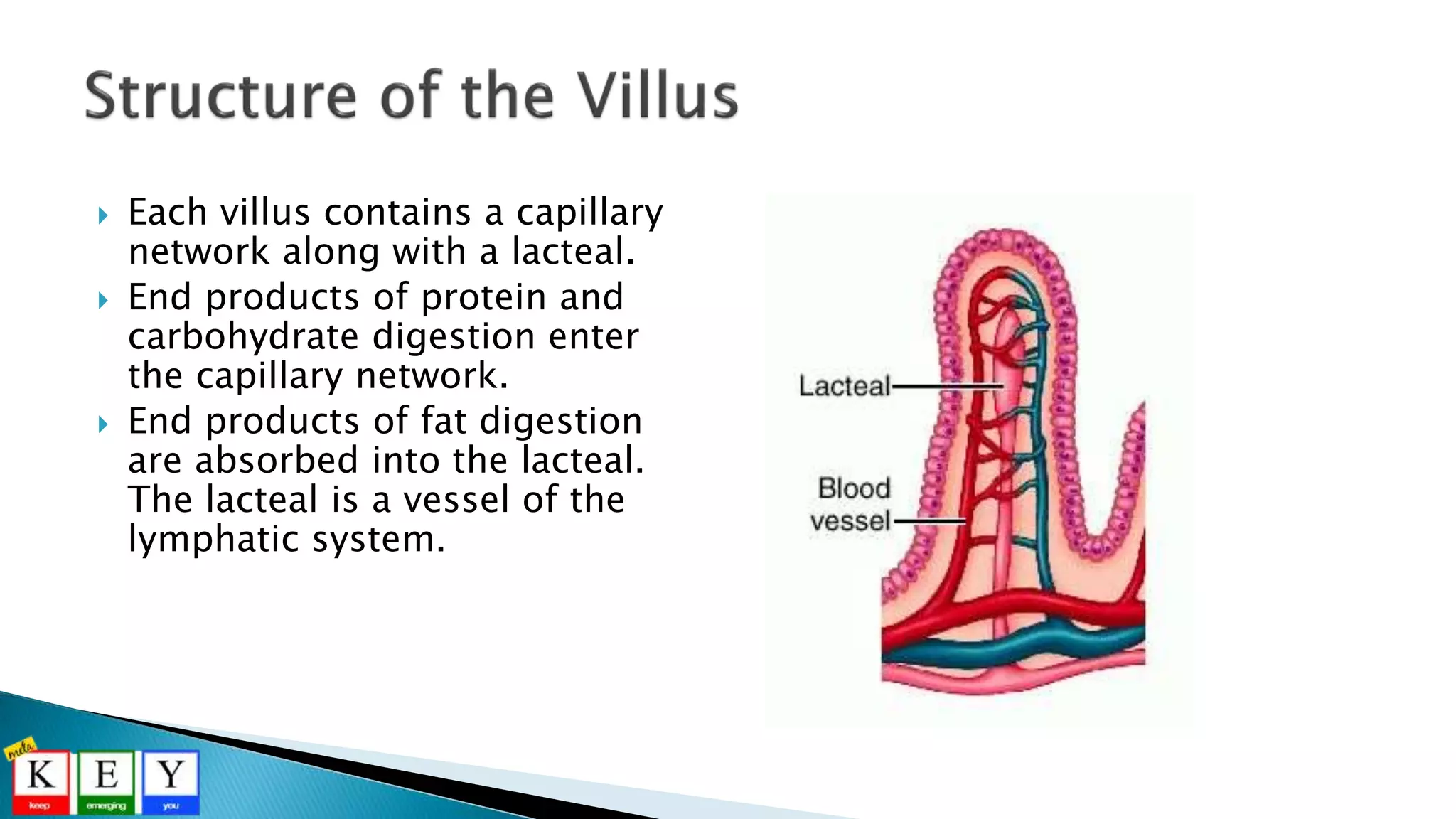 Each villus contains a capillary
network along with a lacteal.
 End products of protein and
carbohydrate digestion enter
the capillary network.
 End products of fat digestion
are absorbed into the lacteal.
The lacteal is a vessel of the
lymphatic system.
 