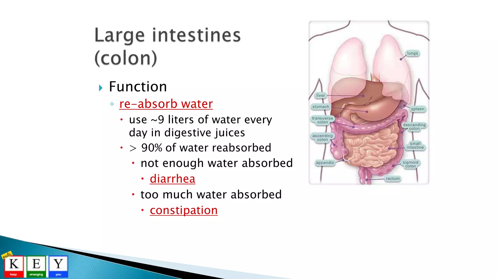  Function
◦ re-absorb water
 use ~9 liters of water every
day in digestive juices
 > 90% of water reabsorbed
 not enough water absorbed
 diarrhea
 too much water absorbed
 constipation
 