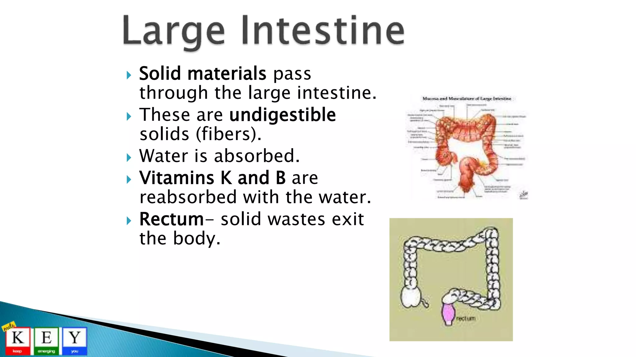  Solid materials pass
through the large intestine.
 These are undigestible
solids (fibers).
 Water is absorbed.
 Vitamins K and B are
reabsorbed with the water.
 Rectum- solid wastes exit
the body.
 