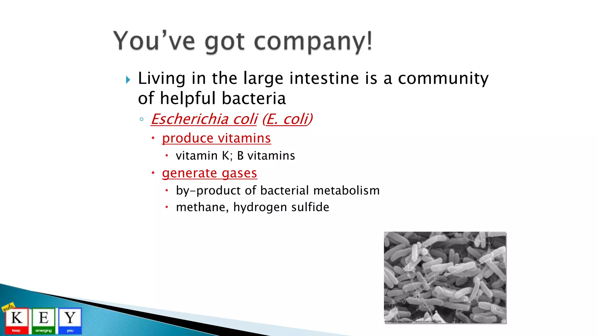  Living in the large intestine is a community
of helpful bacteria
◦ Escherichia coli (E. coli)
 produce vitamins
 vitamin K; B vitamins
 generate gases
 by-product of bacterial metabolism
 methane, hydrogen sulfide
 