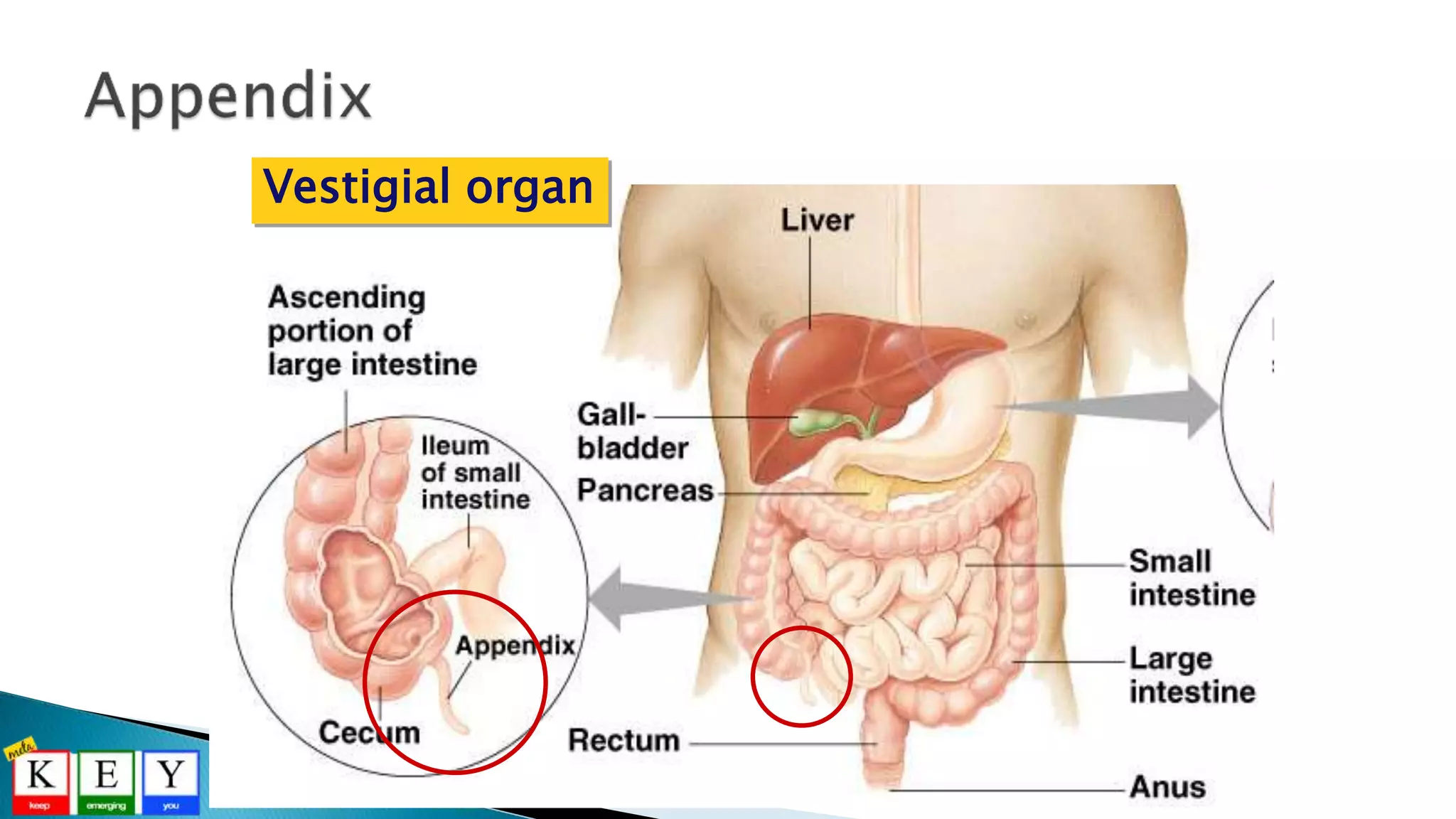 Vestigial organ
 