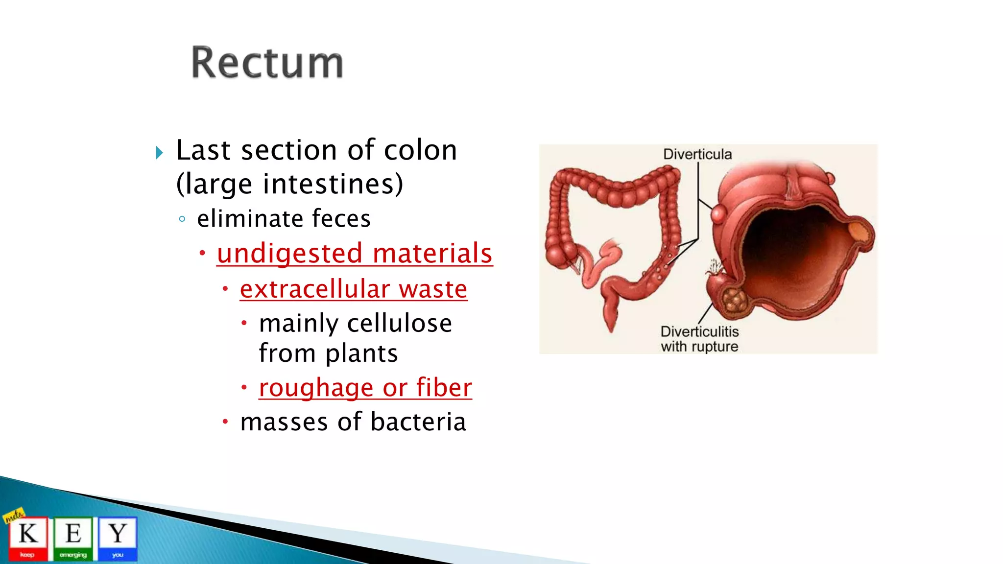  Last section of colon
(large intestines)
◦ eliminate feces
 undigested materials
 extracellular waste
 mainly cellulose
from plants
 roughage or fiber
 masses of bacteria
 