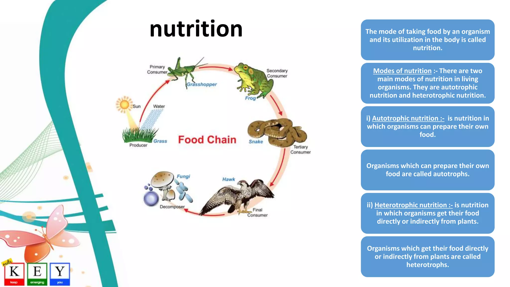 The mode of taking food by an organism
and its utilization in the body is called
nutrition.
Modes of nutrition :- There are two
main modes of nutrition in living
organisms. They are autotrophic
nutrition and heterotrophic nutrition.
i) Autotrophic nutrition :- is nutrition in
which organisms can prepare their own
food.
Organisms which can prepare their own
food are called autotrophs.
ii) Heterotrophic nutrition :- is nutrition
in which organisms get their food
directly or indirectly from plants.
Organisms which get their food directly
or indirectly from plants are called
heterotrophs.
nutrition
 