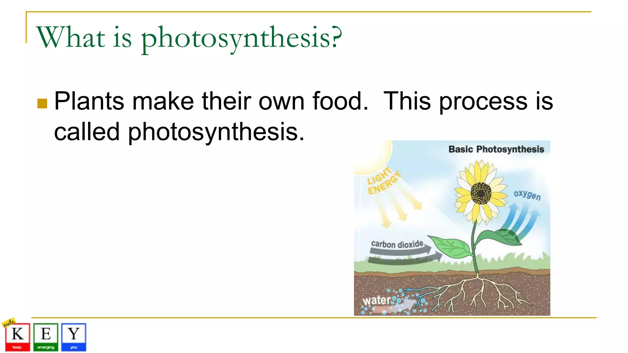 What is photosynthesis?
 Plants make their own food. This process is
called photosynthesis.
 