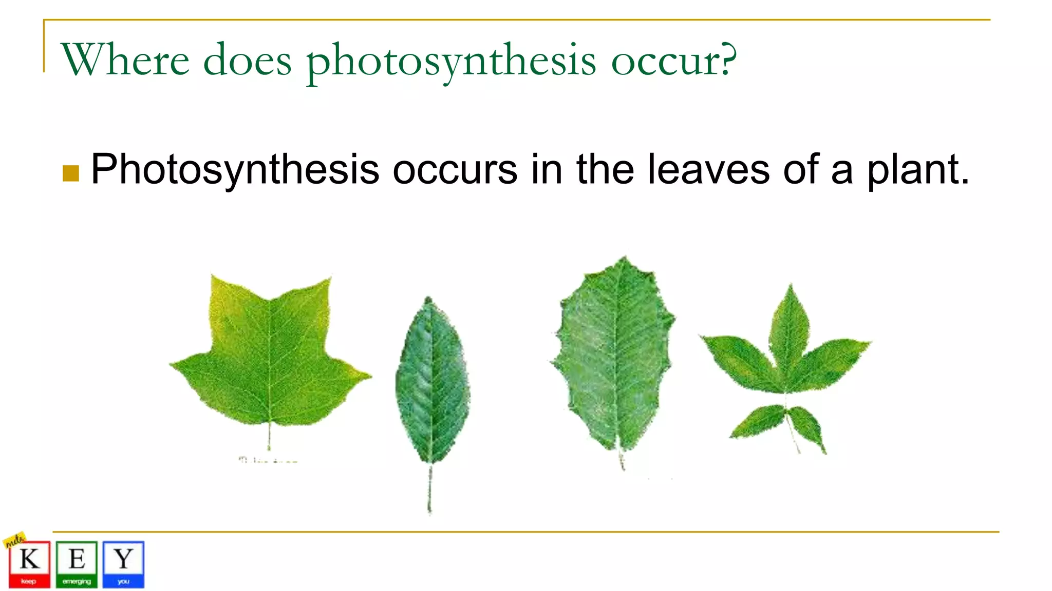 Where does photosynthesis occur?
 Photosynthesis occurs in the leaves of a plant.
 