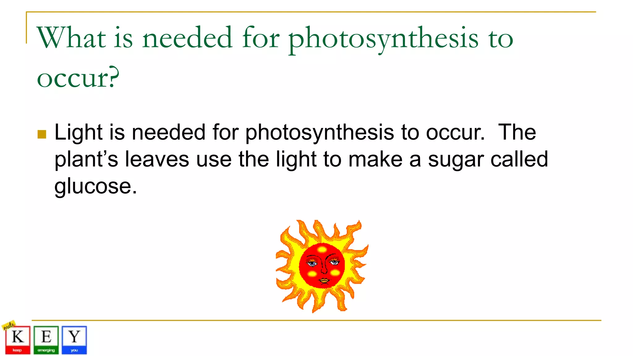 What is needed for photosynthesis to
occur?
 Light is needed for photosynthesis to occur. The
plant’s leaves use the light to make a sugar called
glucose.
 