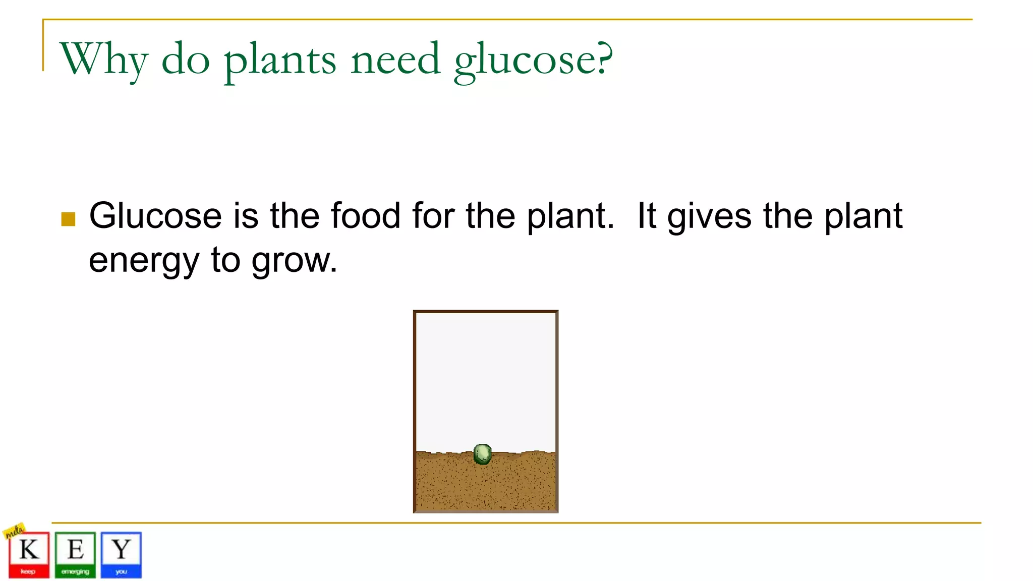 Why do plants need glucose?
 Glucose is the food for the plant. It gives the plant
energy to grow.
 