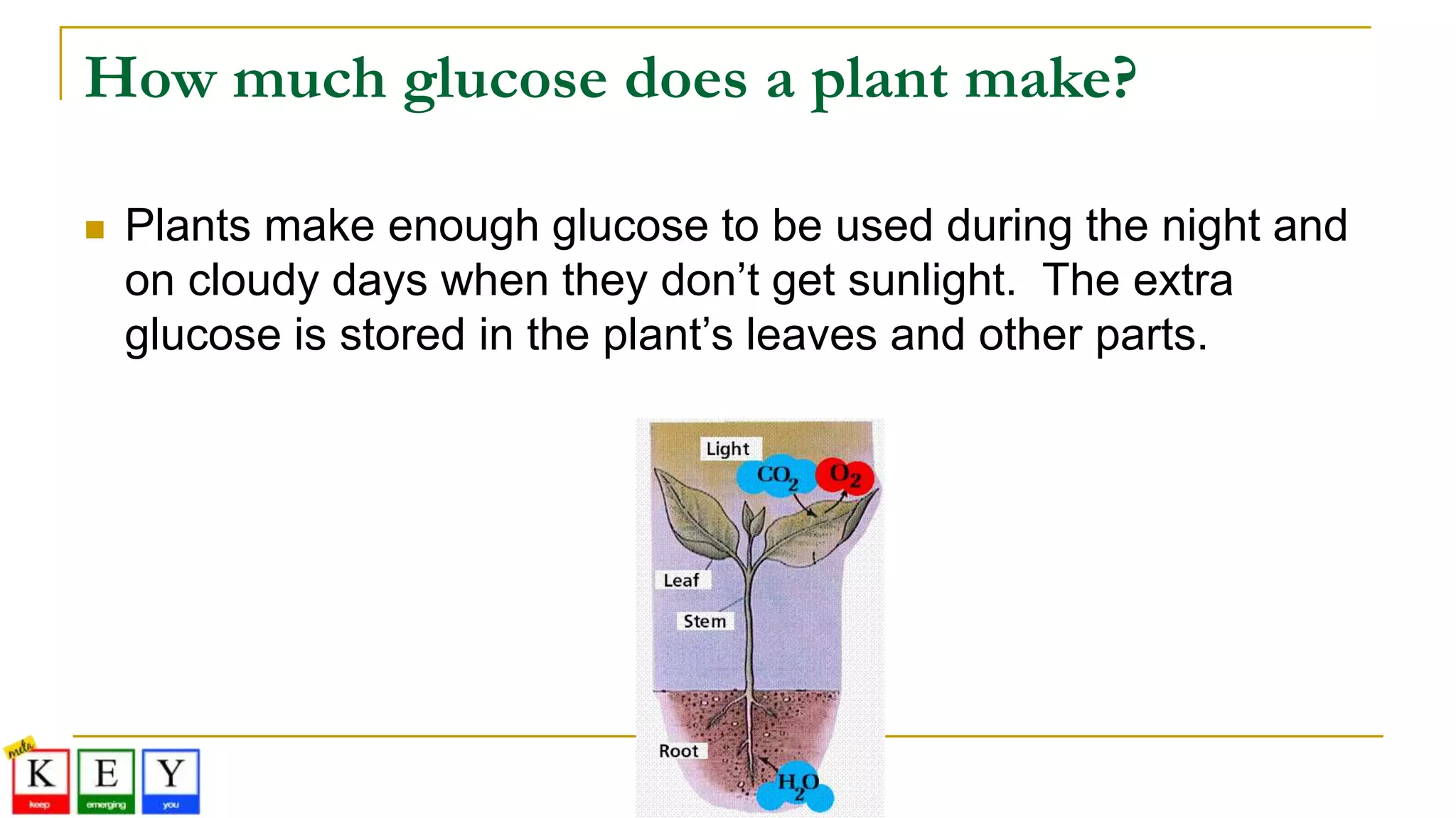 How much glucose does a plant make?
 Plants make enough glucose to be used during the night and
on cloudy days when they don’t get sunlight. The extra
glucose is stored in the plant’s leaves and other parts.
 