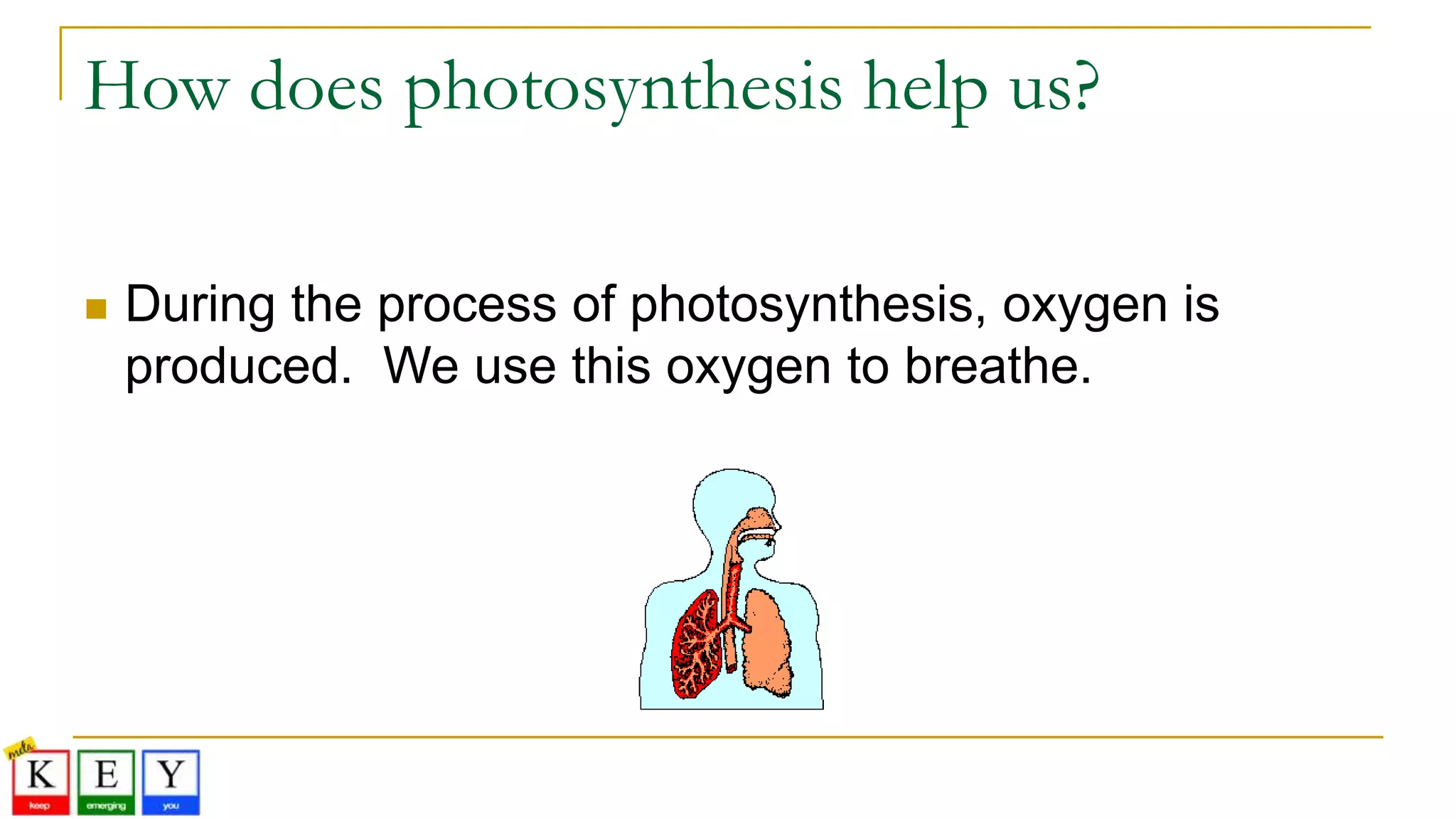 How does photosynthesis help us?
 During the process of photosynthesis, oxygen is
produced. We use this oxygen to breathe.
 
