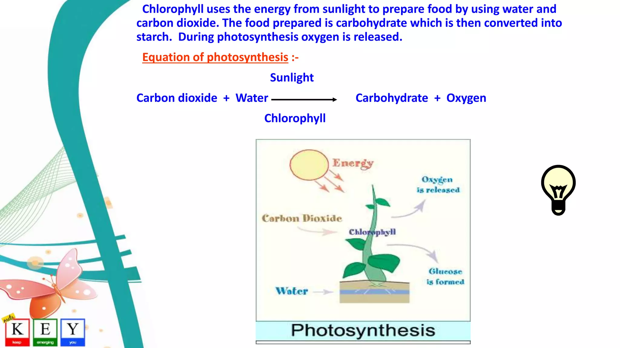 Chlorophyll uses the energy from sunlight to prepare food by using water and
carbon dioxide. The food prepared is carbohydrate which is then converted into
starch. During photosynthesis oxygen is released.
Equation of photosynthesis :-
Sunlight
Carbon dioxide + Water Carbohydrate + Oxygen
Chlorophyll
 
