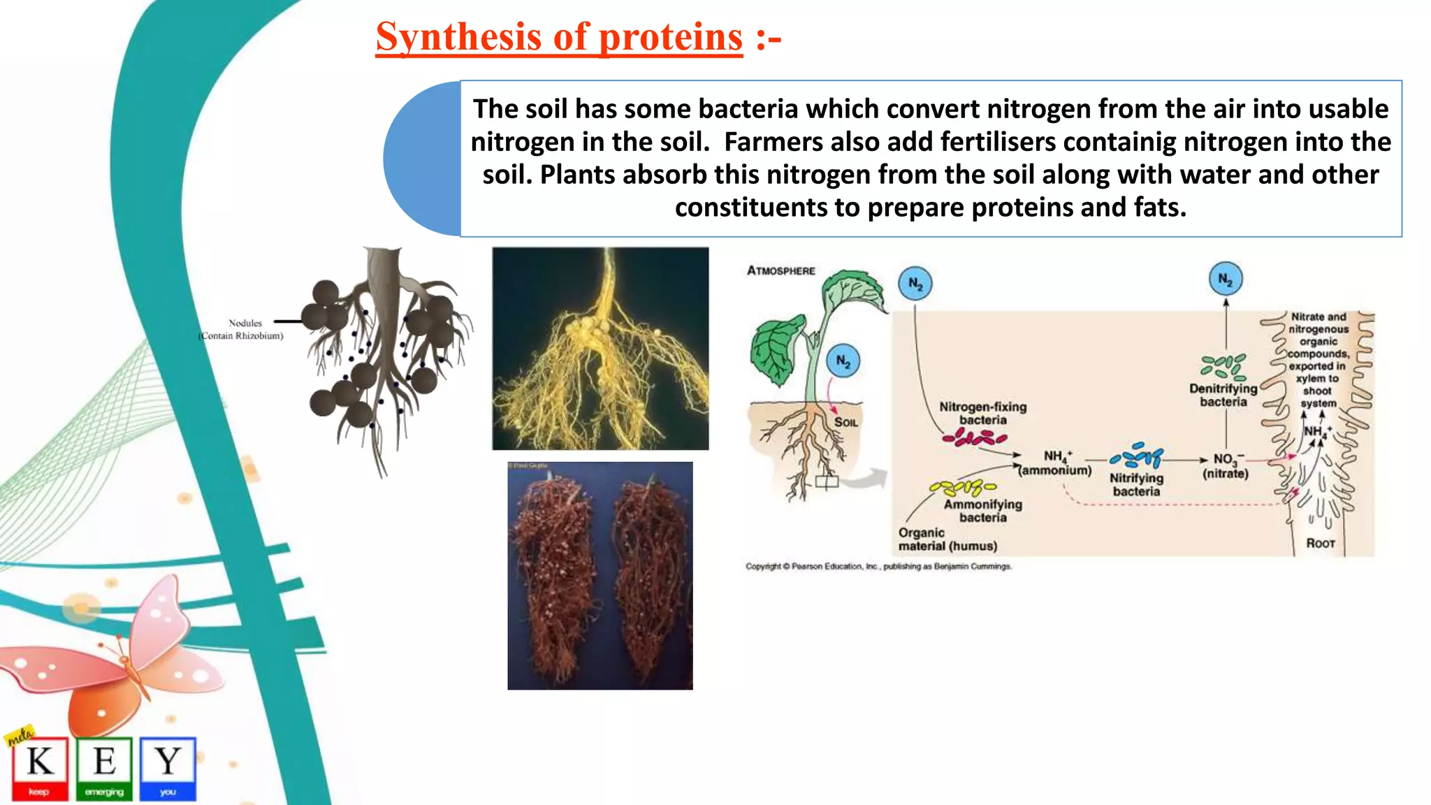 Synthesis of proteins :-
The soil has some bacteria which convert nitrogen from the air into usable
nitrogen in the soil. Farmers also add fertilisers containig nitrogen into the
soil. Plants absorb this nitrogen from the soil along with water and other
constituents to prepare proteins and fats.
 