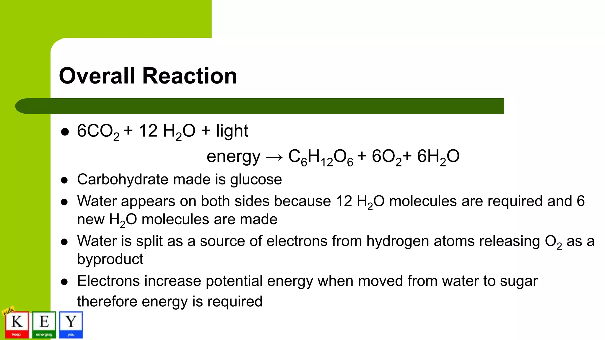 Overall Reaction
 6CO2 + 12 H2O + light
energy → C6H12O6 + 6O2+ 6H2O
 Carbohydrate made is glucose
 Water appears on both sides because 12 H2O molecules are required and 6
new H2O molecules are made
 Water is split as a source of electrons from hydrogen atoms releasing O2 as a
byproduct
 Electrons increase potential energy when moved from water to sugar
therefore energy is required
 