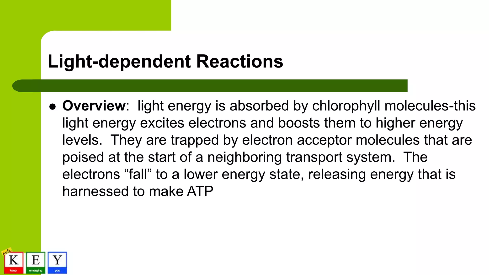 Light-dependent Reactions
 Overview: light energy is absorbed by chlorophyll molecules-this
light energy excites electrons and boosts them to higher energy
levels. They are trapped by electron acceptor molecules that are
poised at the start of a neighboring transport system. The
electrons “fall” to a lower energy state, releasing energy that is
harnessed to make ATP
 