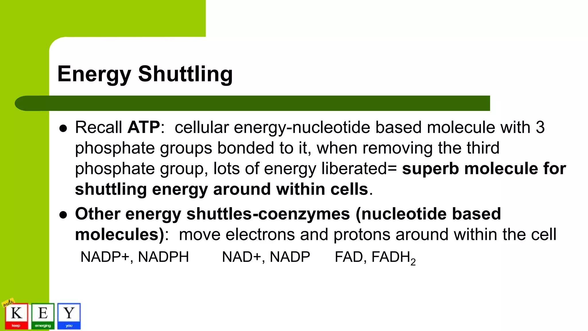 Energy Shuttling
 Recall ATP: cellular energy-nucleotide based molecule with 3
phosphate groups bonded to it, when removing the third
phosphate group, lots of energy liberated= superb molecule for
shuttling energy around within cells.
 Other energy shuttles-coenzymes (nucleotide based
molecules): move electrons and protons around within the cell
NADP+, NADPH NAD+, NADP FAD, FADH2
 