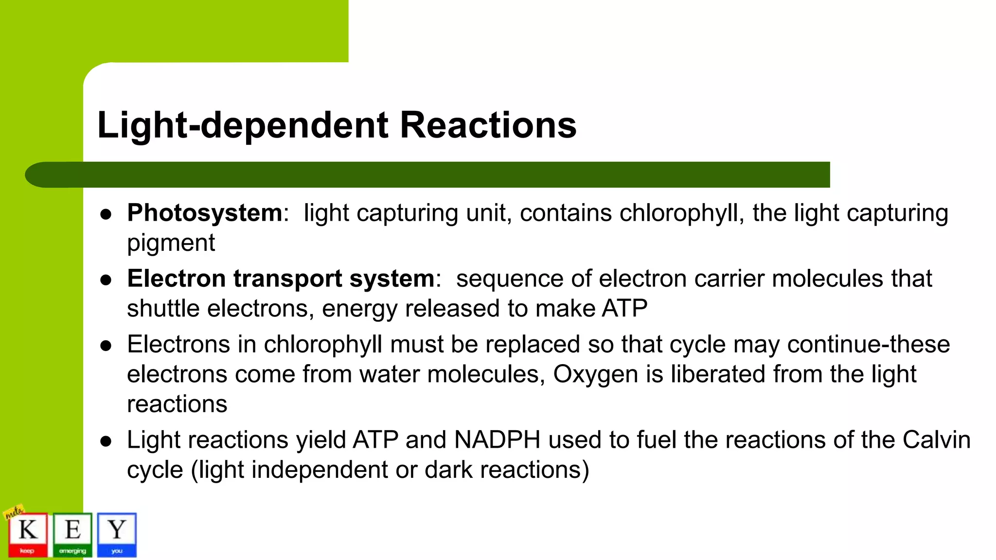 Light-dependent Reactions
 Photosystem: light capturing unit, contains chlorophyll, the light capturing
pigment
 Electron transport system: sequence of electron carrier molecules that
shuttle electrons, energy released to make ATP
 Electrons in chlorophyll must be replaced so that cycle may continue-these
electrons come from water molecules, Oxygen is liberated from the light
reactions
 Light reactions yield ATP and NADPH used to fuel the reactions of the Calvin
cycle (light independent or dark reactions)
 