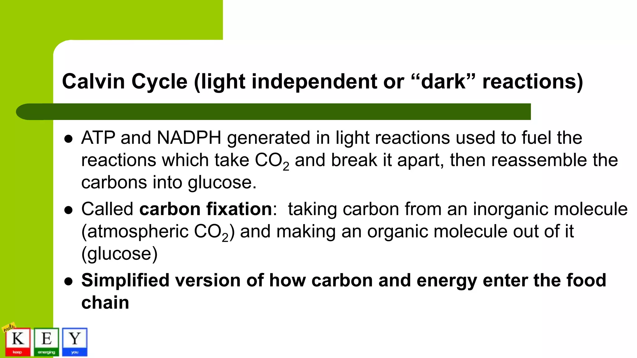 Calvin Cycle (light independent or “dark” reactions)
 ATP and NADPH generated in light reactions used to fuel the
reactions which take CO2 and break it apart, then reassemble the
carbons into glucose.
 Called carbon fixation: taking carbon from an inorganic molecule
(atmospheric CO2) and making an organic molecule out of it
(glucose)
 Simplified version of how carbon and energy enter the food
chain
 