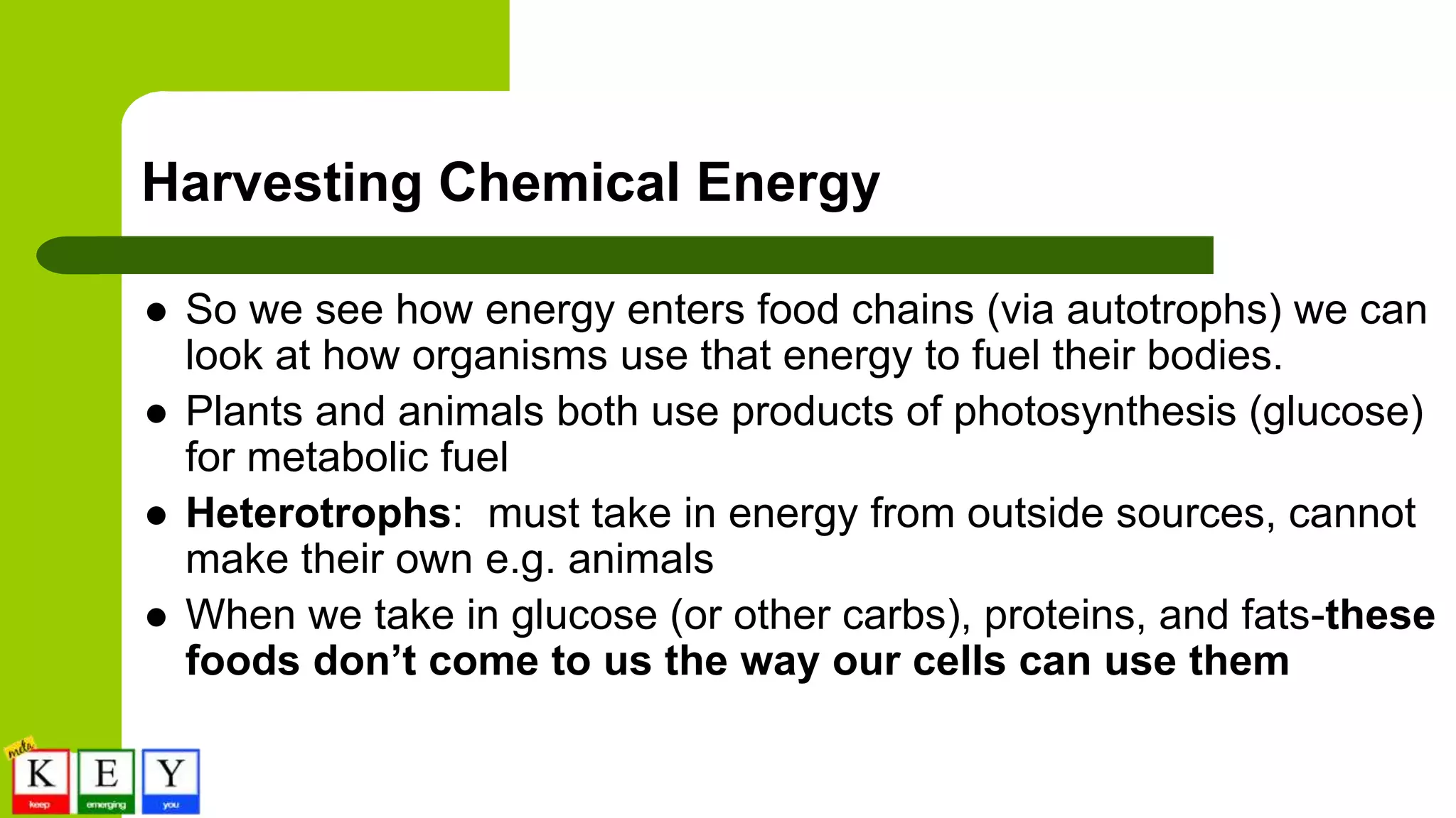 Harvesting Chemical Energy
 So we see how energy enters food chains (via autotrophs) we can
look at how organisms use that energy to fuel their bodies.
 Plants and animals both use products of photosynthesis (glucose)
for metabolic fuel
 Heterotrophs: must take in energy from outside sources, cannot
make their own e.g. animals
 When we take in glucose (or other carbs), proteins, and fats-these
foods don’t come to us the way our cells can use them
 