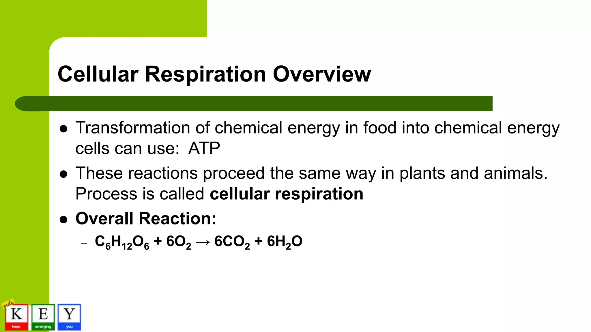 Cellular Respiration Overview
 Transformation of chemical energy in food into chemical energy
cells can use: ATP
 These reactions proceed the same way in plants and animals.
Process is called cellular respiration
 Overall Reaction:
– C6H12O6 + 6O2 → 6CO2 + 6H2O
 