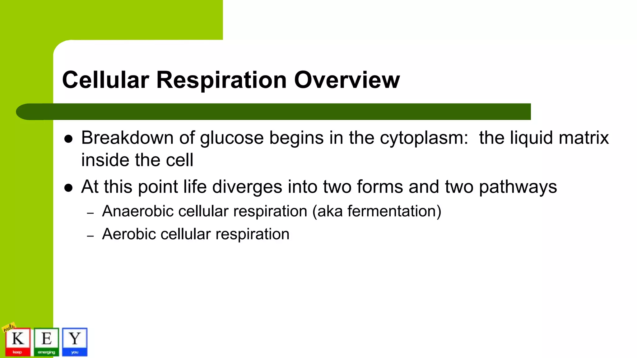 Cellular Respiration Overview
 Breakdown of glucose begins in the cytoplasm: the liquid matrix
inside the cell
 At this point life diverges into two forms and two pathways
– Anaerobic cellular respiration (aka fermentation)
– Aerobic cellular respiration
 