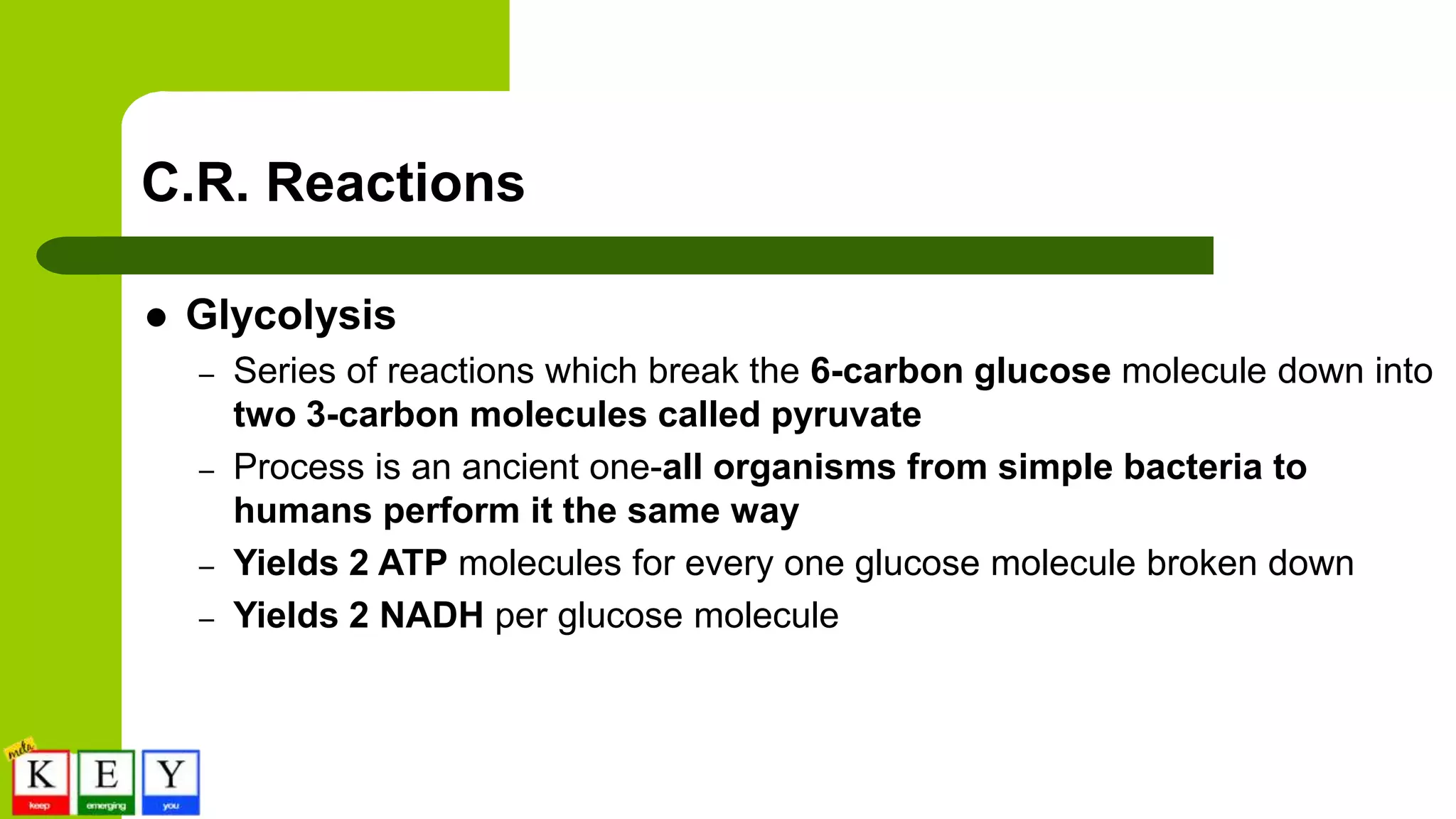 C.R. Reactions
 Glycolysis
– Series of reactions which break the 6-carbon glucose molecule down into
two 3-carbon molecules called pyruvate
– Process is an ancient one-all organisms from simple bacteria to
humans perform it the same way
– Yields 2 ATP molecules for every one glucose molecule broken down
– Yields 2 NADH per glucose molecule
 