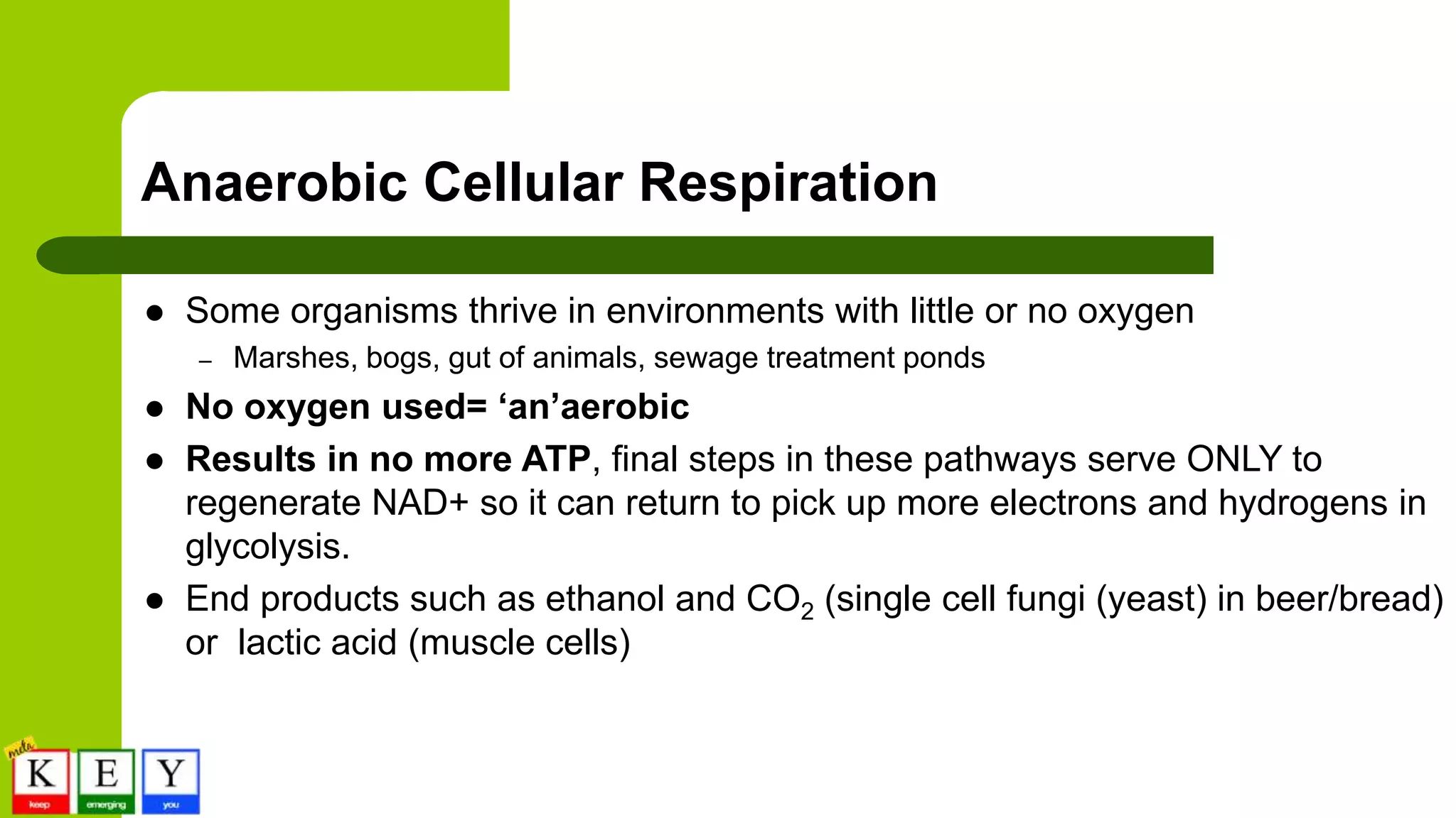 Anaerobic Cellular Respiration
 Some organisms thrive in environments with little or no oxygen
– Marshes, bogs, gut of animals, sewage treatment ponds
 No oxygen used= ‘an’aerobic
 Results in no more ATP, final steps in these pathways serve ONLY to
regenerate NAD+ so it can return to pick up more electrons and hydrogens in
glycolysis.
 End products such as ethanol and CO2 (single cell fungi (yeast) in beer/bread)
or lactic acid (muscle cells)
 
