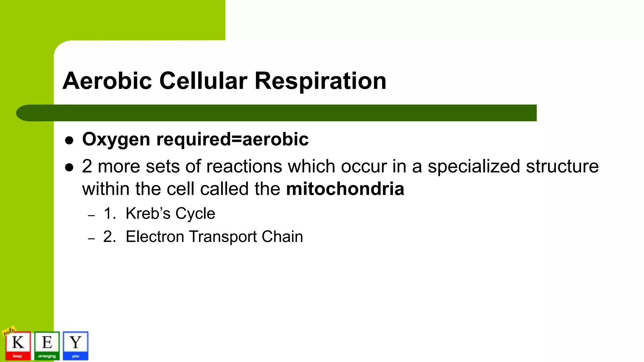 Aerobic Cellular Respiration
 Oxygen required=aerobic
 2 more sets of reactions which occur in a specialized structure
within the cell called the mitochondria
– 1. Kreb’s Cycle
– 2. Electron Transport Chain
 