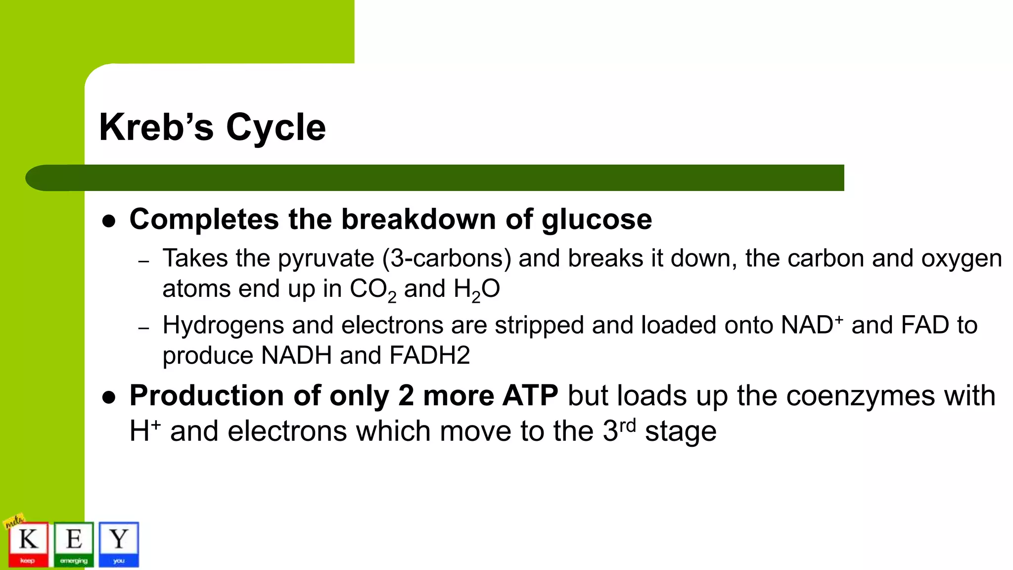 Kreb’s Cycle
 Completes the breakdown of glucose
– Takes the pyruvate (3-carbons) and breaks it down, the carbon and oxygen
atoms end up in CO2 and H2O
– Hydrogens and electrons are stripped and loaded onto NAD+ and FAD to
produce NADH and FADH2
 Production of only 2 more ATP but loads up the coenzymes with
H+ and electrons which move to the 3rd stage
 