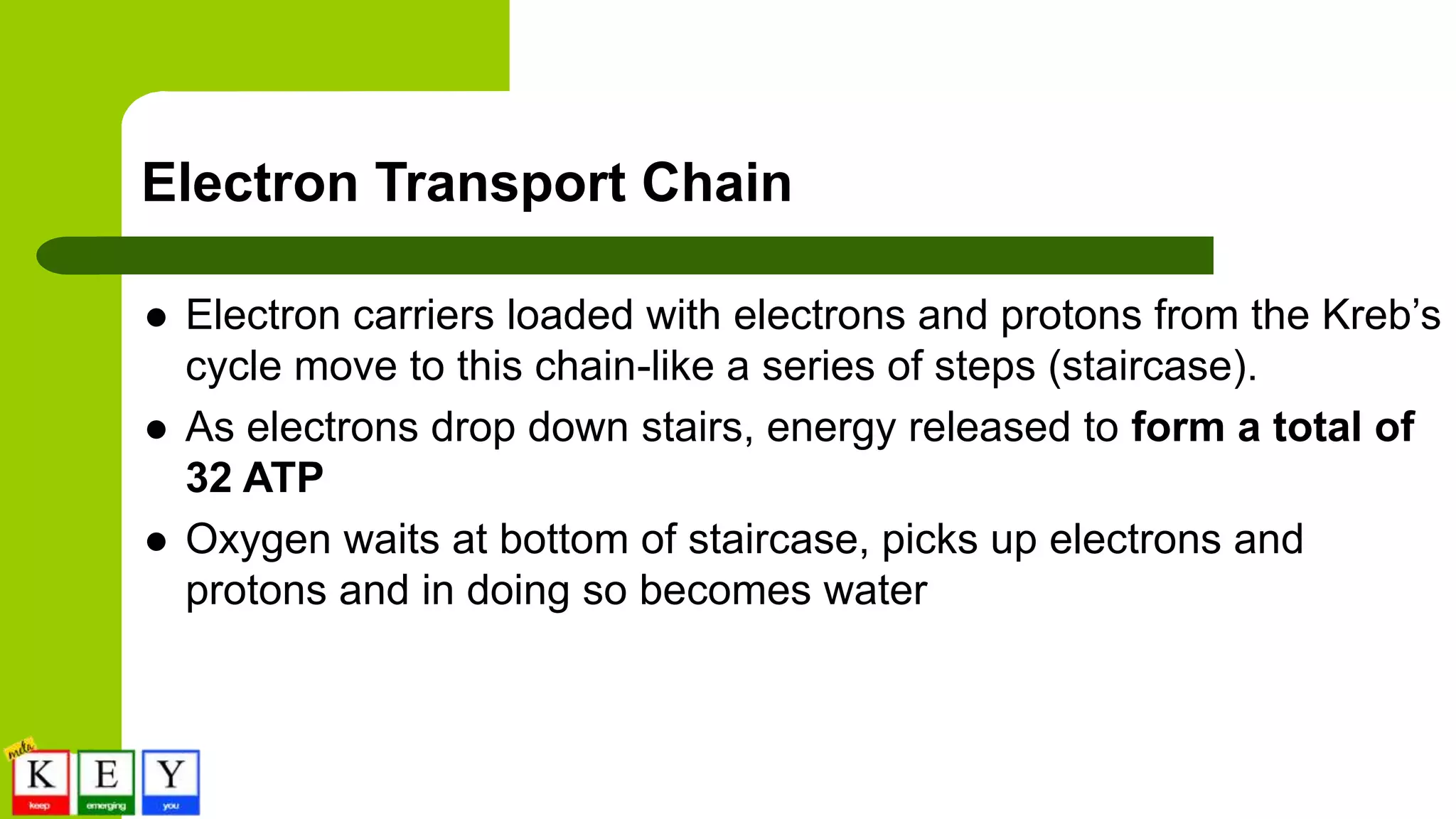 Electron Transport Chain
 Electron carriers loaded with electrons and protons from the Kreb’s
cycle move to this chain-like a series of steps (staircase).
 As electrons drop down stairs, energy released to form a total of
32 ATP
 Oxygen waits at bottom of staircase, picks up electrons and
protons and in doing so becomes water
 