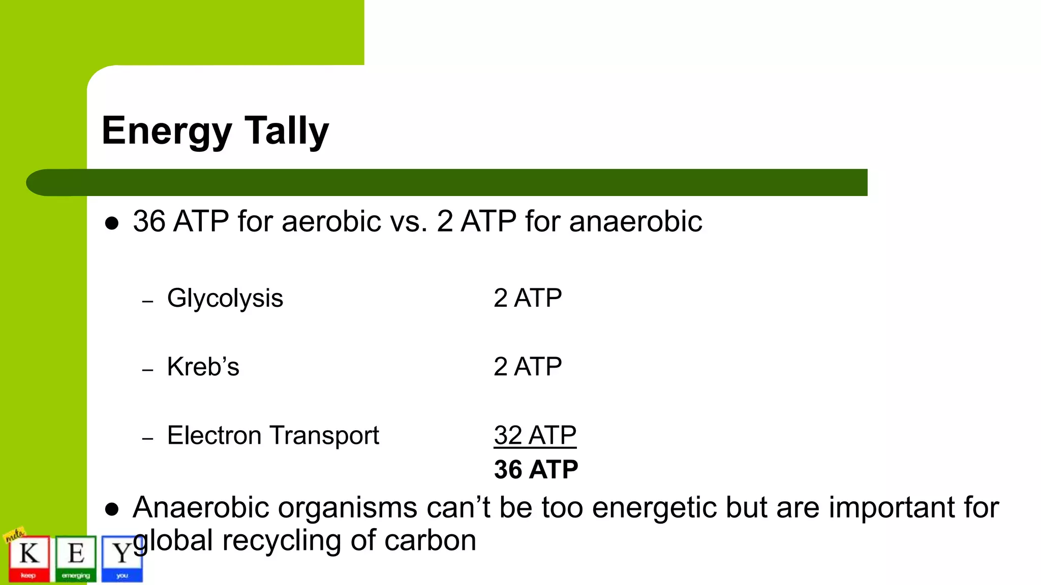 Energy Tally
 36 ATP for aerobic vs. 2 ATP for anaerobic
– Glycolysis 2 ATP
– Kreb’s 2 ATP
– Electron Transport 32 ATP
36 ATP
 Anaerobic organisms can’t be too energetic but are important for
global recycling of carbon
 