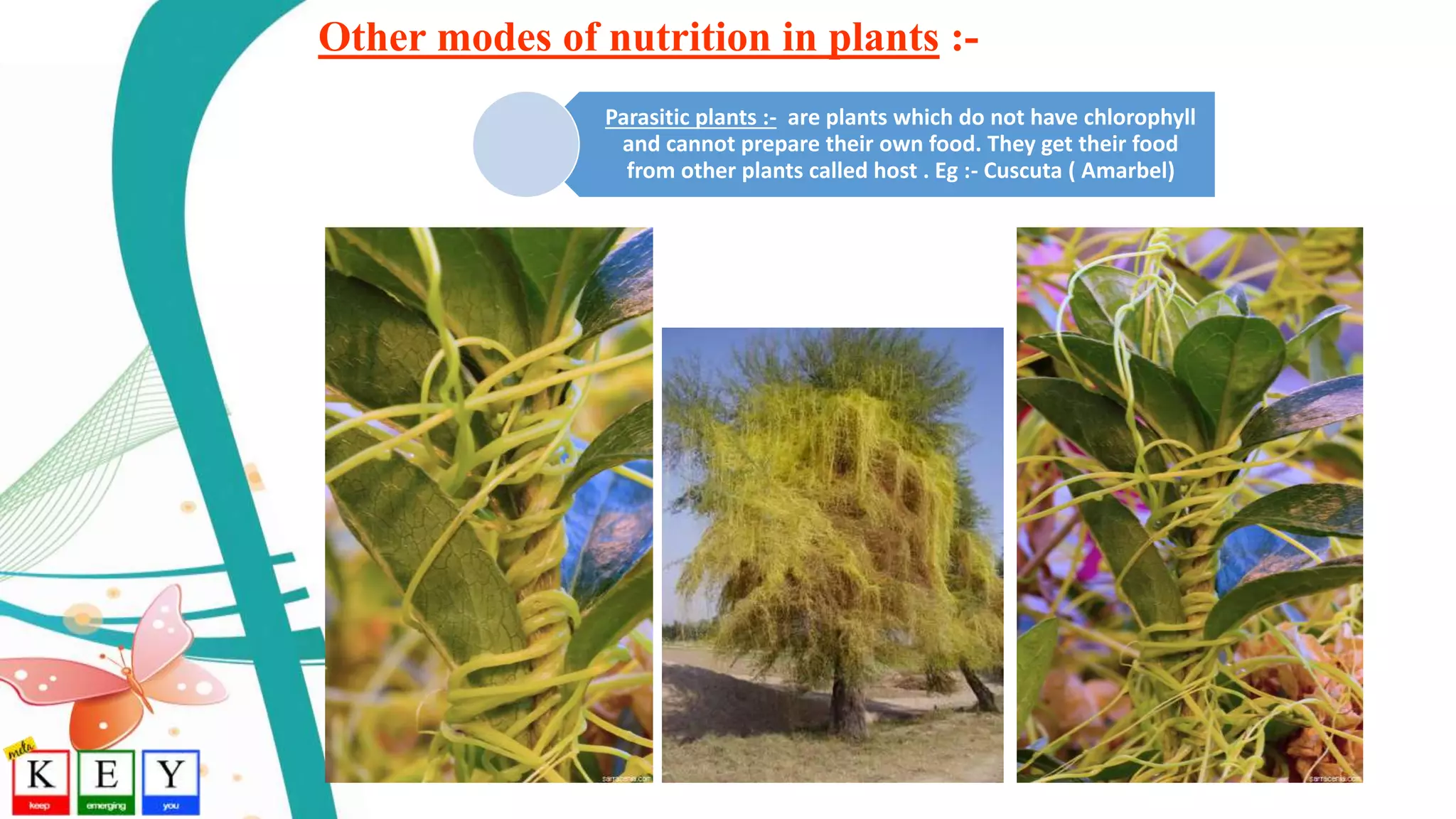 Other modes of nutrition in plants :-
Parasitic plants :- are plants which do not have chlorophyll
and cannot prepare their own food. They get their food
from other plants called host . Eg :- Cuscuta ( Amarbel)
 